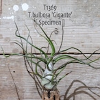 【送料無料】bulbosa 'Gigante' specimen〔エアプランツ〕現品発送T1369