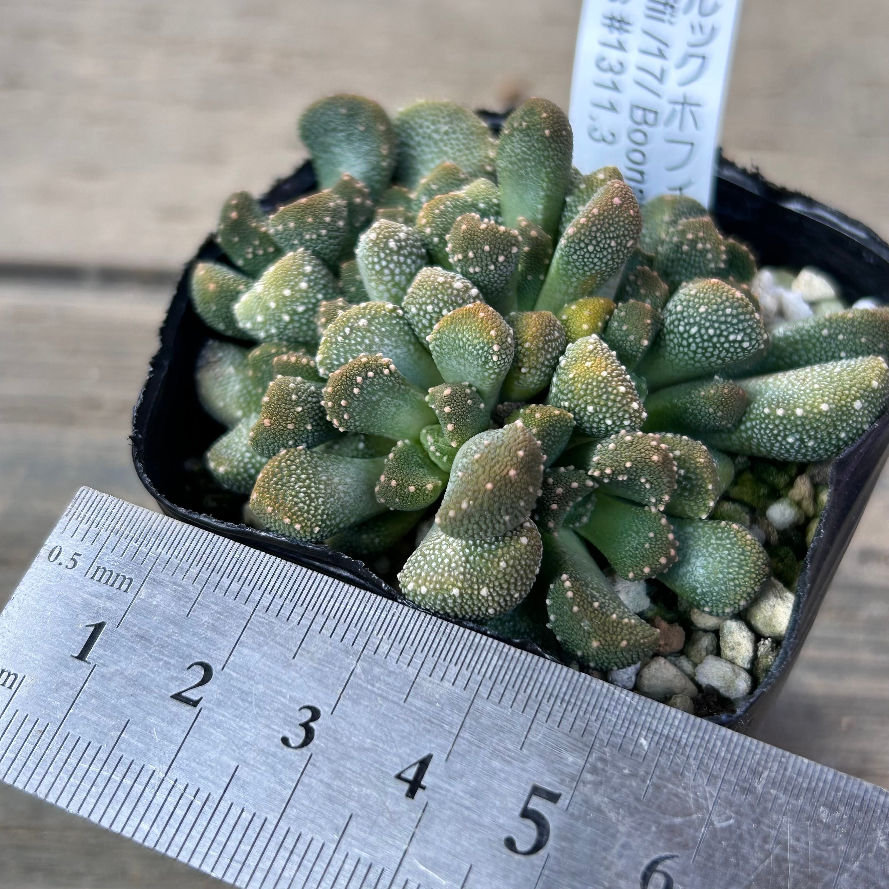 アロイノプシス　種子３５種類　２０粒ずつセット アロイノプシス 種子35種類 20粒ずつセット アロイノプシス 種子35