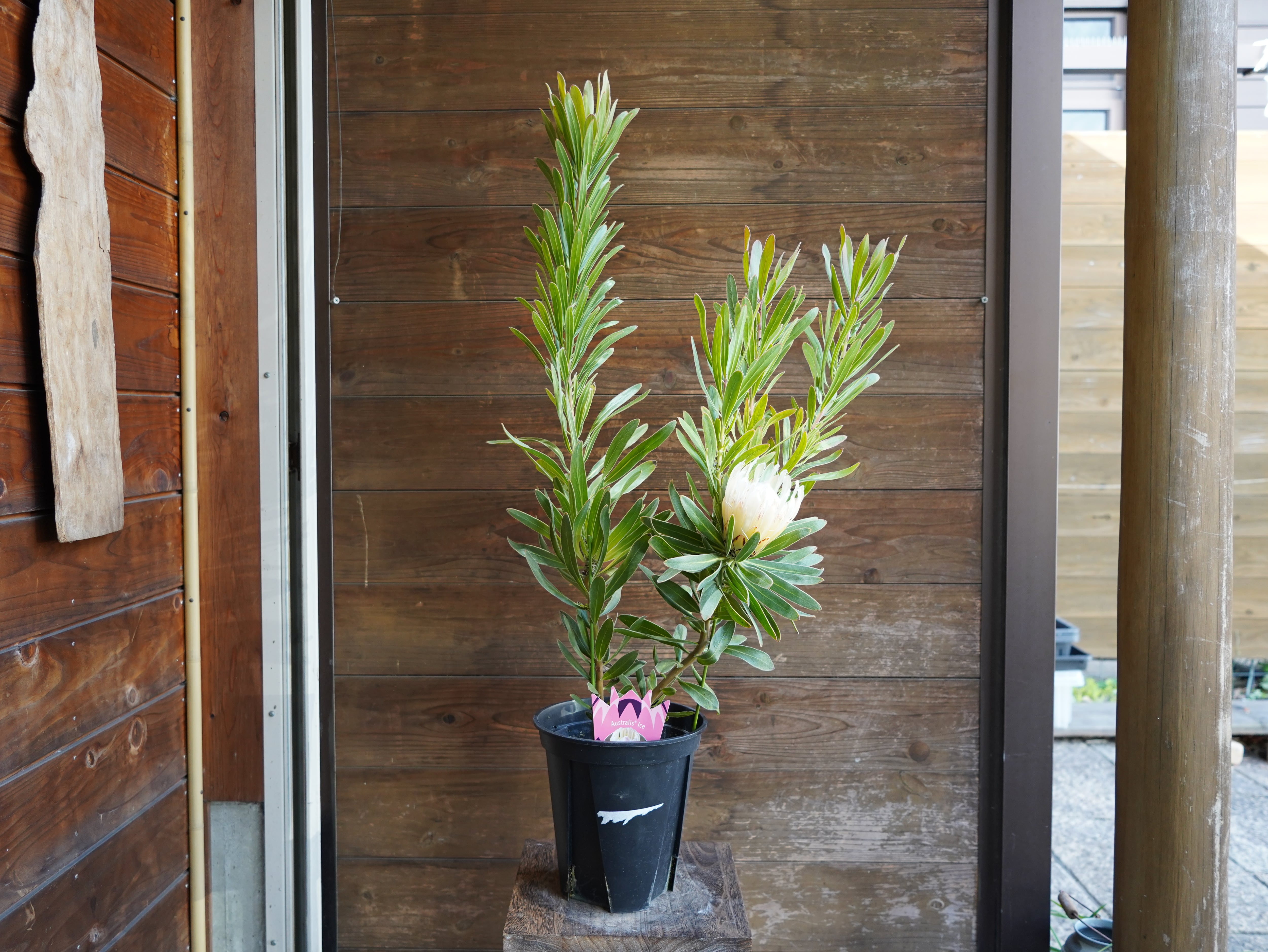 【現物】プロテア "オーストラリスアイス"