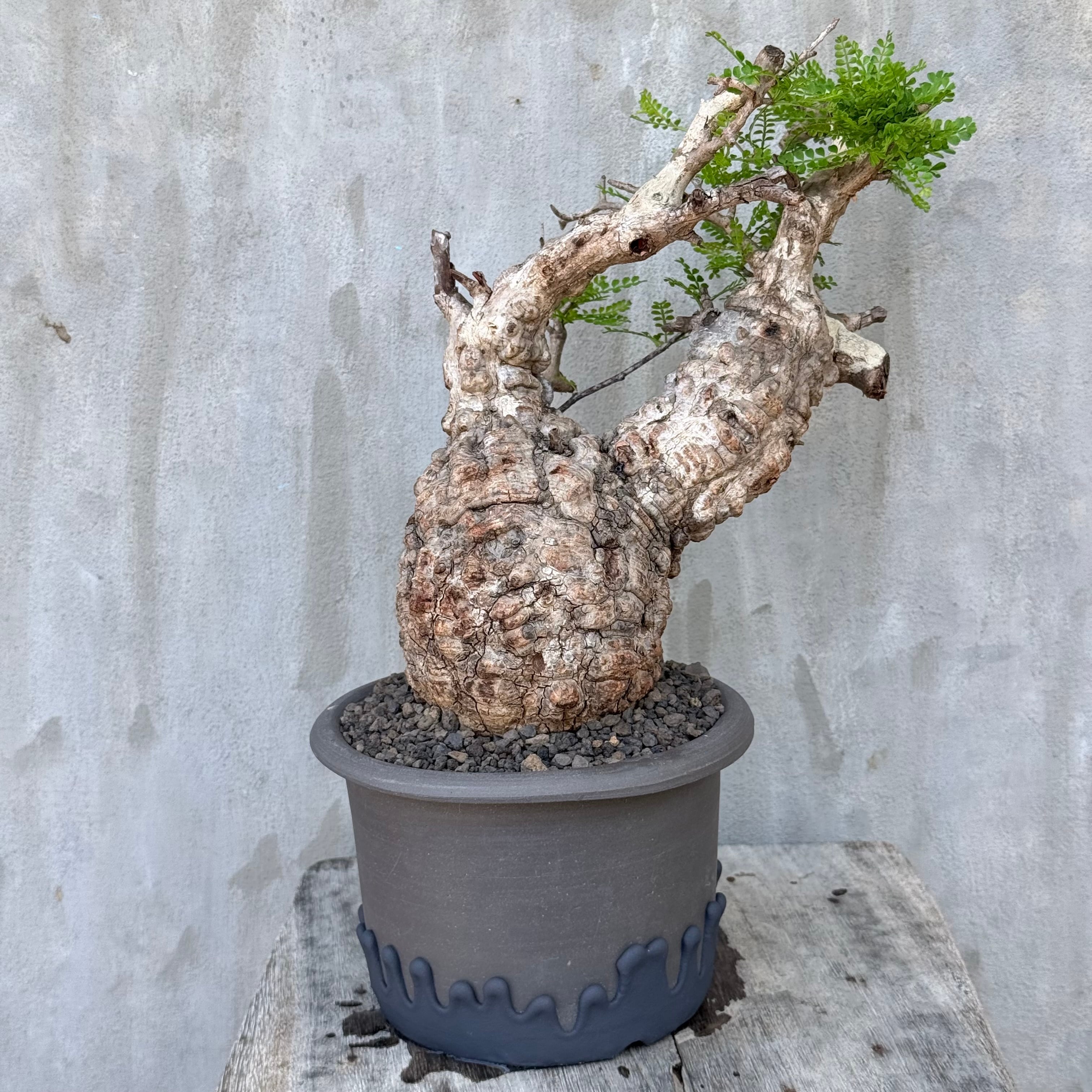 植物 | A-PLANTS