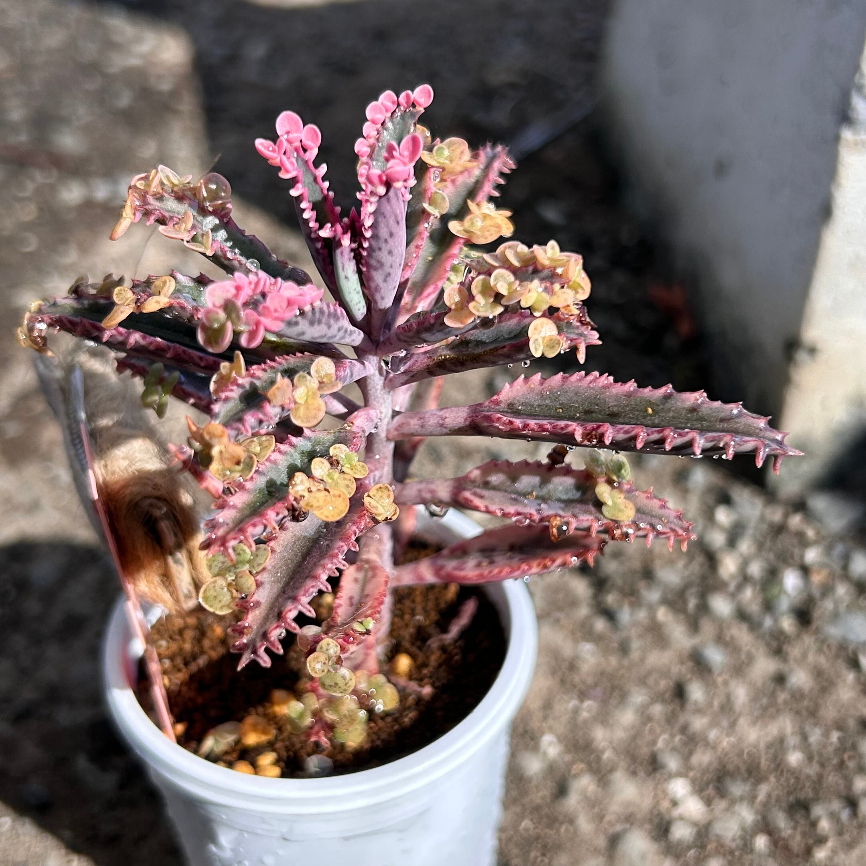 不死鳥錦 | RuPo 多肉植物専門店