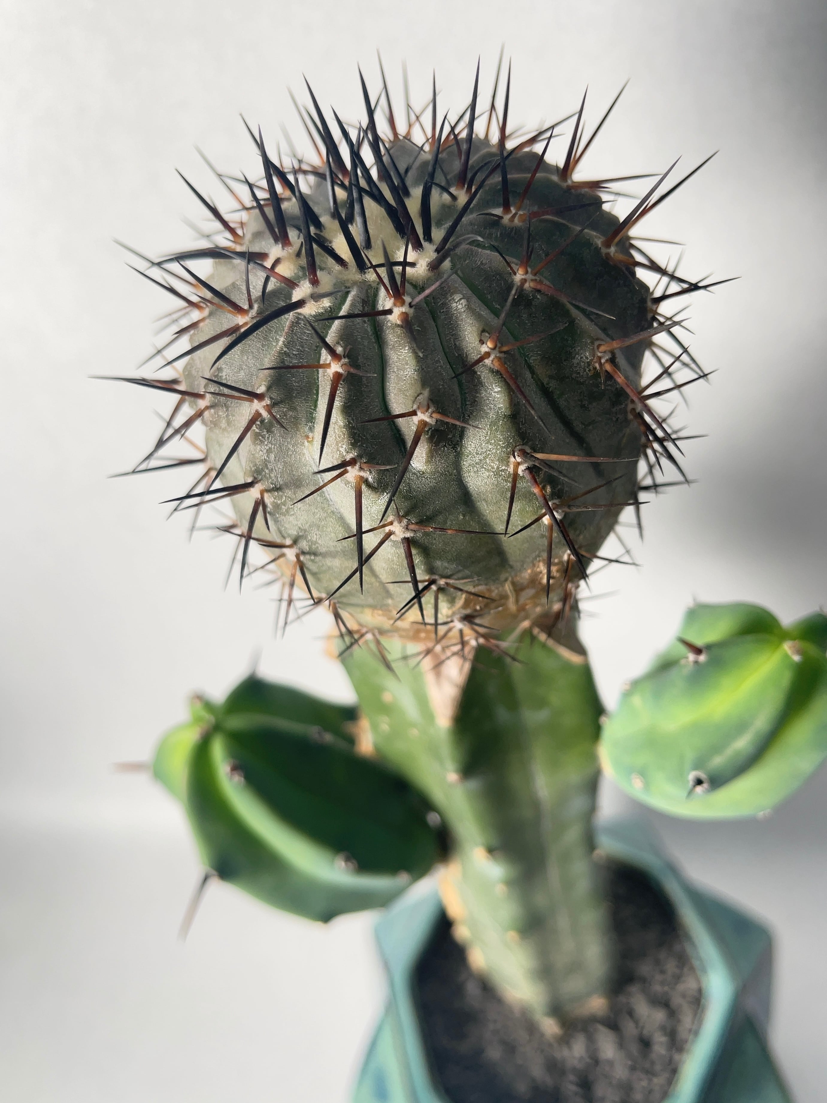 サボテンコピアポア黒王丸 Copiapoa sp コピアポア （黒王丸×カルデナラ）×黒王丸 交配種