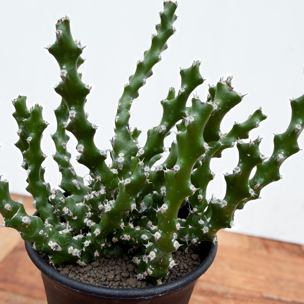 Euphorbia ramulosa【ユーフォルビア・ラムローサ】