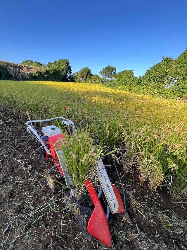 山口県産　米(玄米) 10kg(きぬむすめ) 無農薬　天日干し