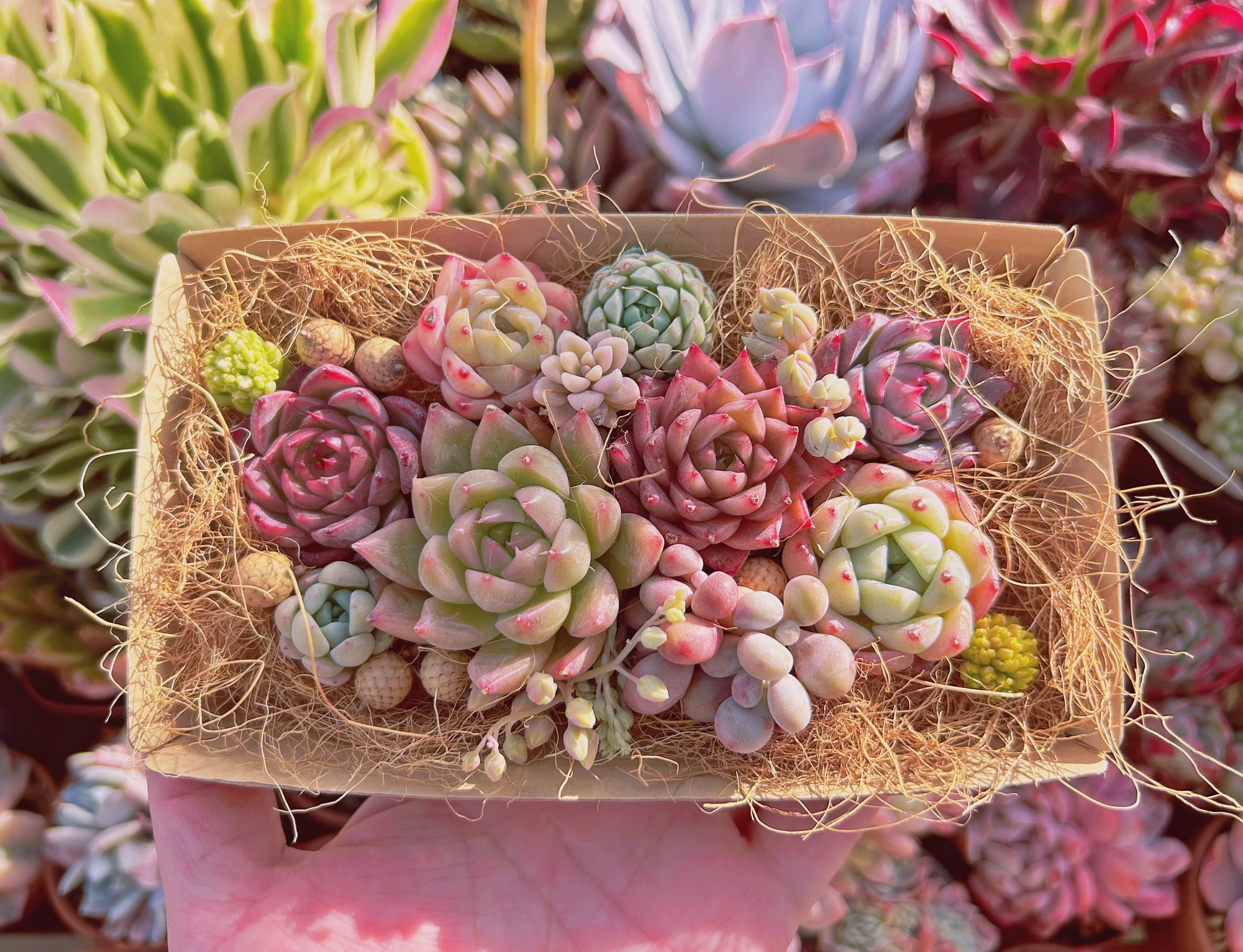 #334現物　多肉お弁当　トレーのまま発送