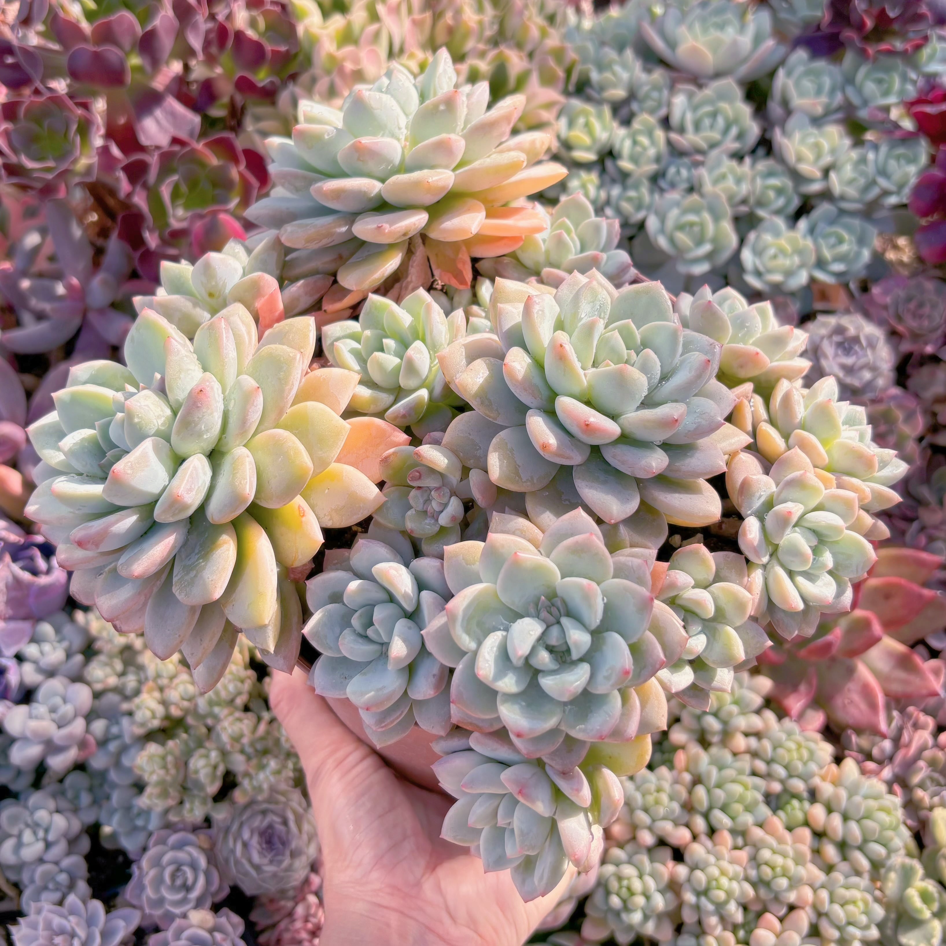 現品　玉兎#828　特大群生　るる農園