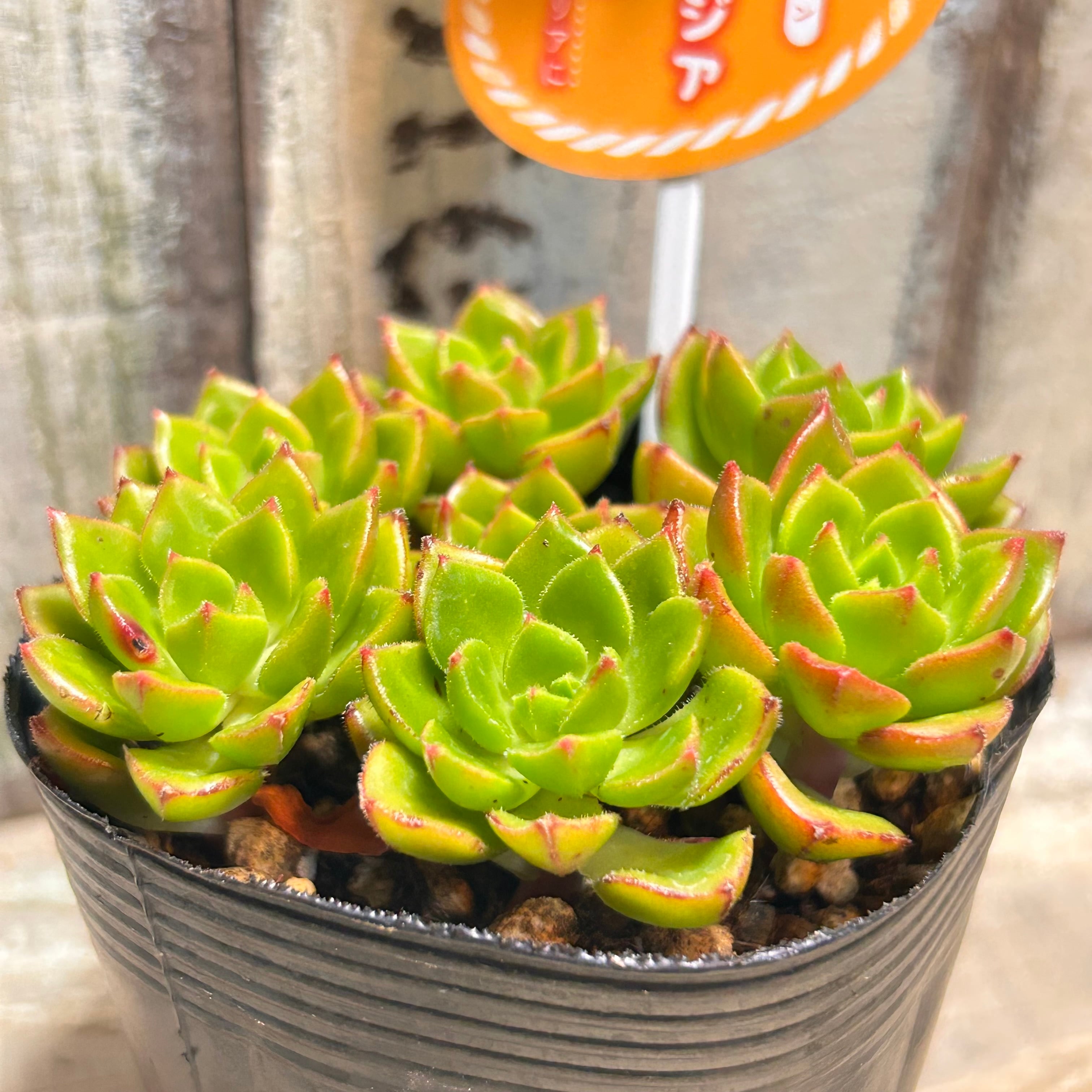 レティジア | RuPo 多肉植物専門店