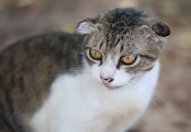 島猫映画「Nyaha！」DVD