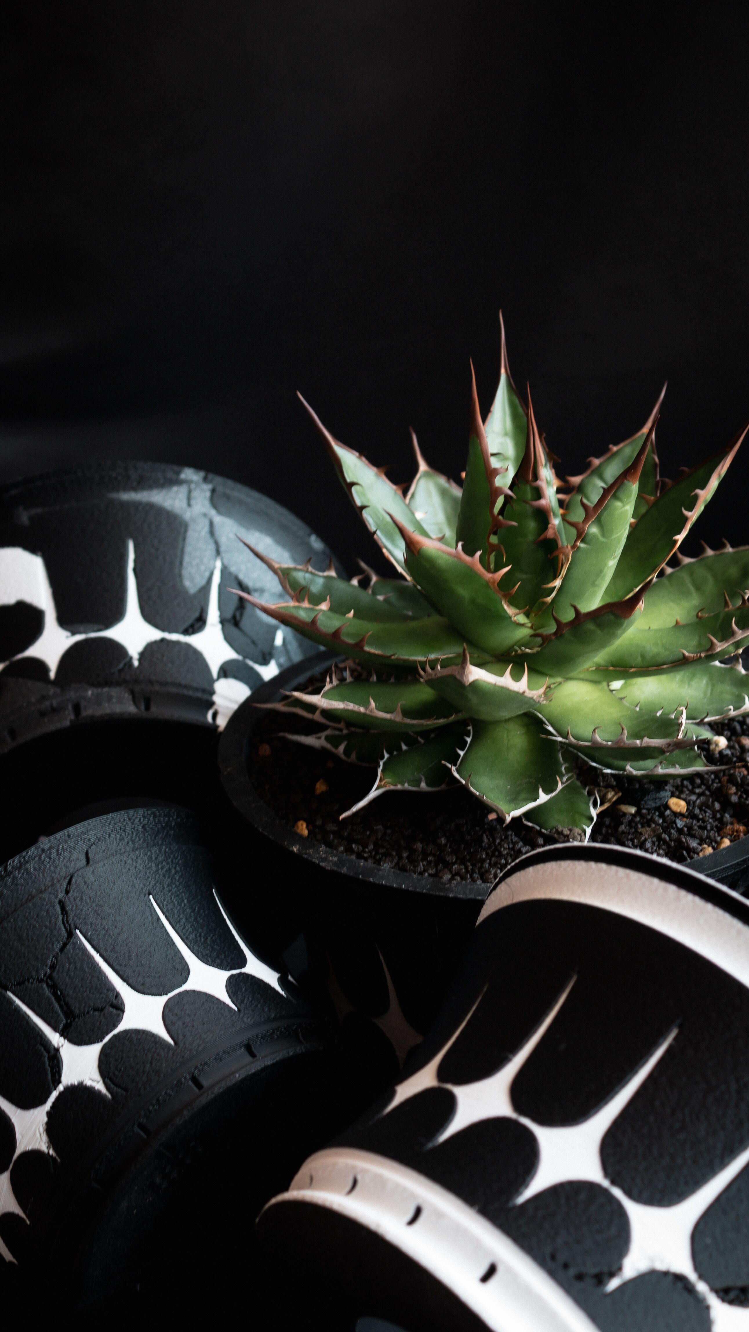 SOLD OUT] Stratam var.Vulcanus ssp.noch（限定カラー） | PAY ID