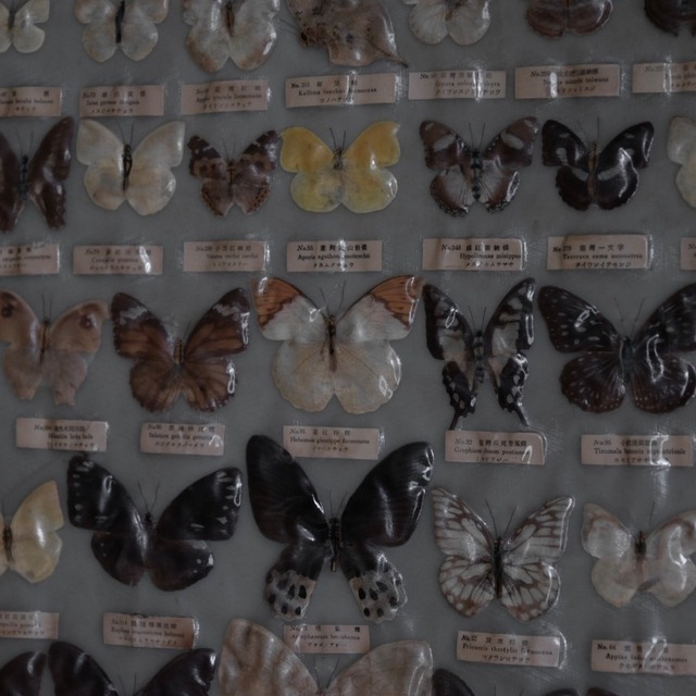 Butterfly specimens