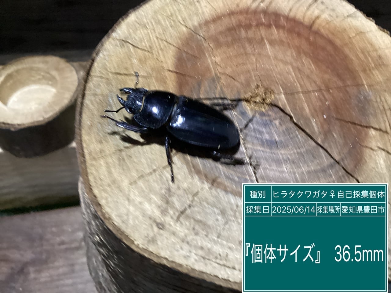 本土ヒラタクワガタ愛知県産ペア NO29 ♂67mm ♀36.5mm | 国産クワガタ