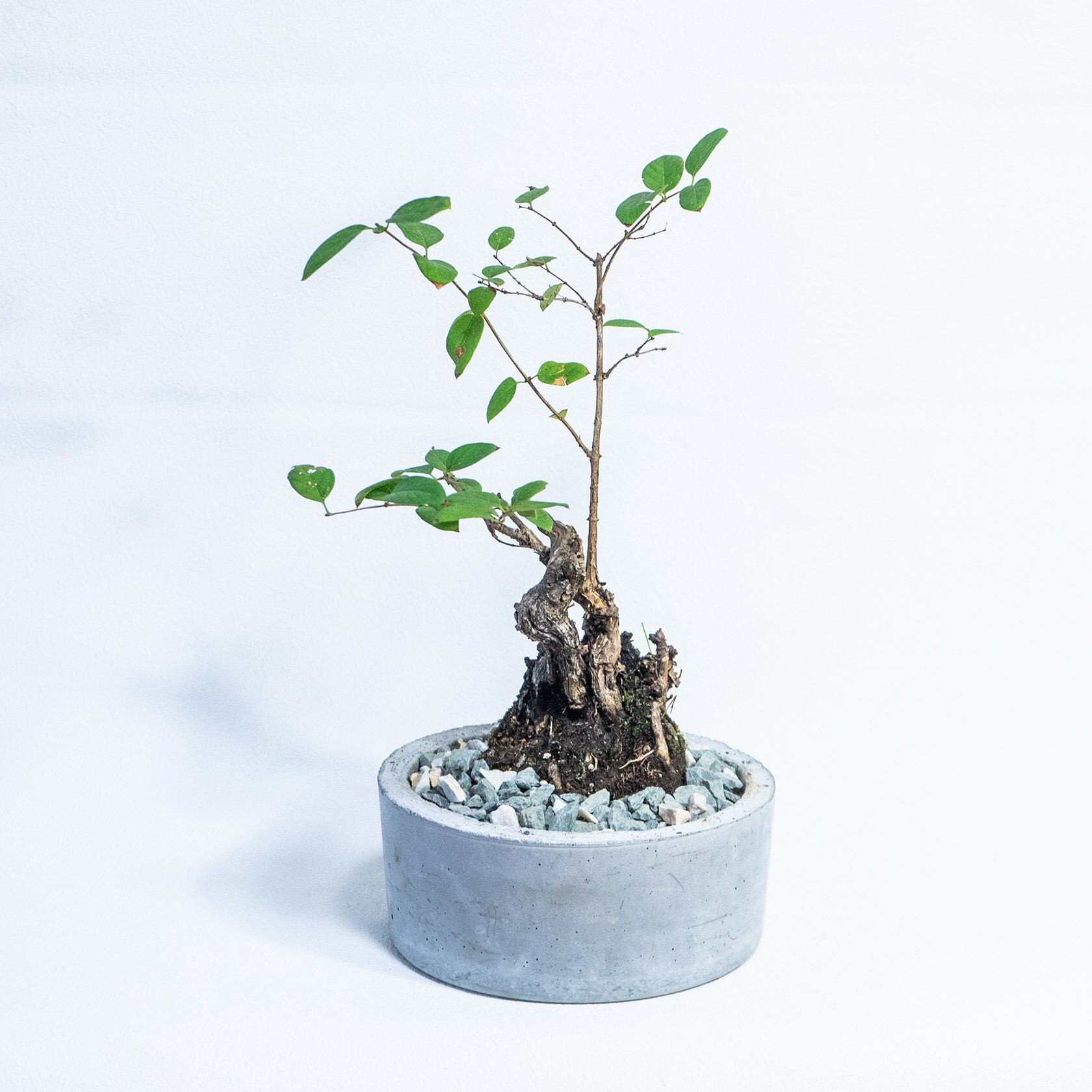 ≪ 観葉植物 ≫Φ18×H35㎝｜室内管理もオッケーなクナマヤナギの鉢植え｜シンプルでお部屋を選ばない手作りモルタル鉢