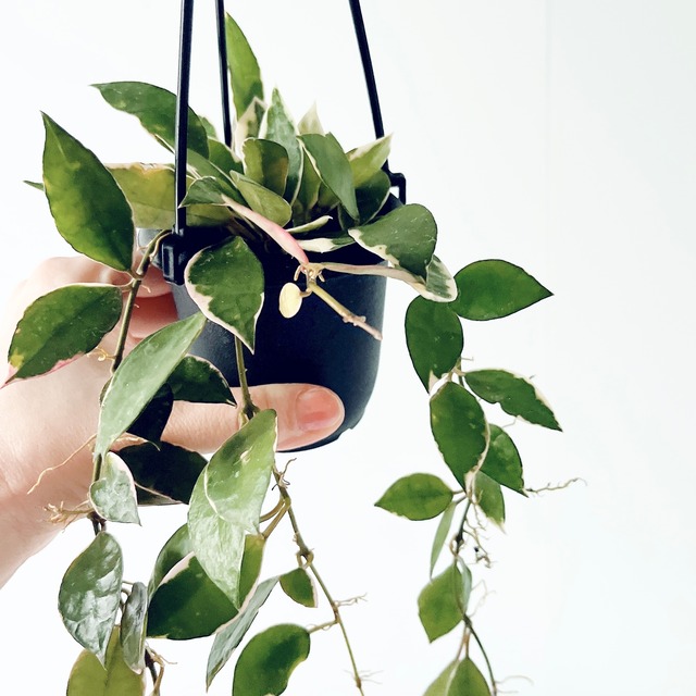 【一点限定】ホヤ ラクノーサ アサミ ロング 3号吊り鉢 calm cafe