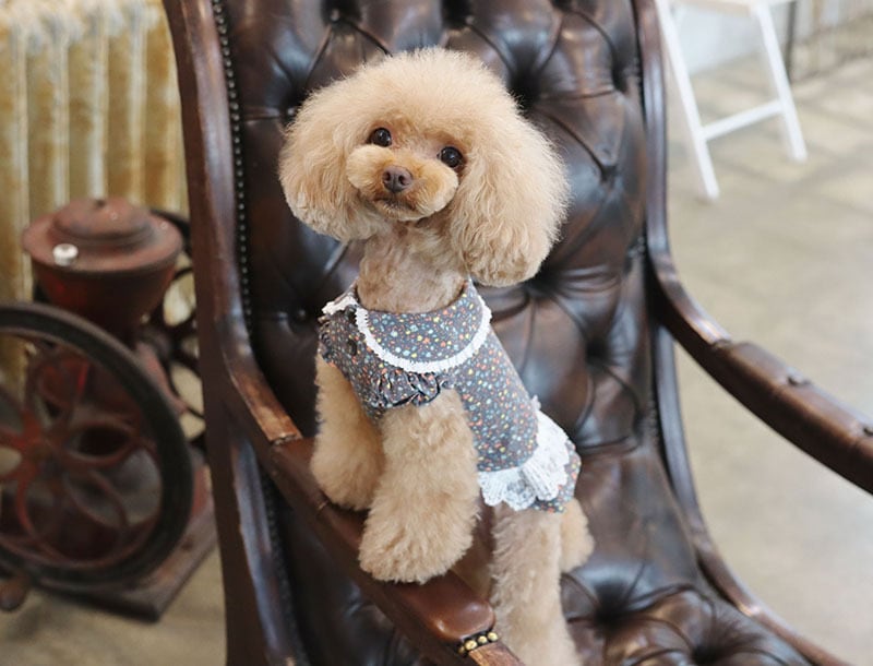 フラワーワンピース / 犬服 ワンピース お出かけ 小型犬 中型犬 可愛い