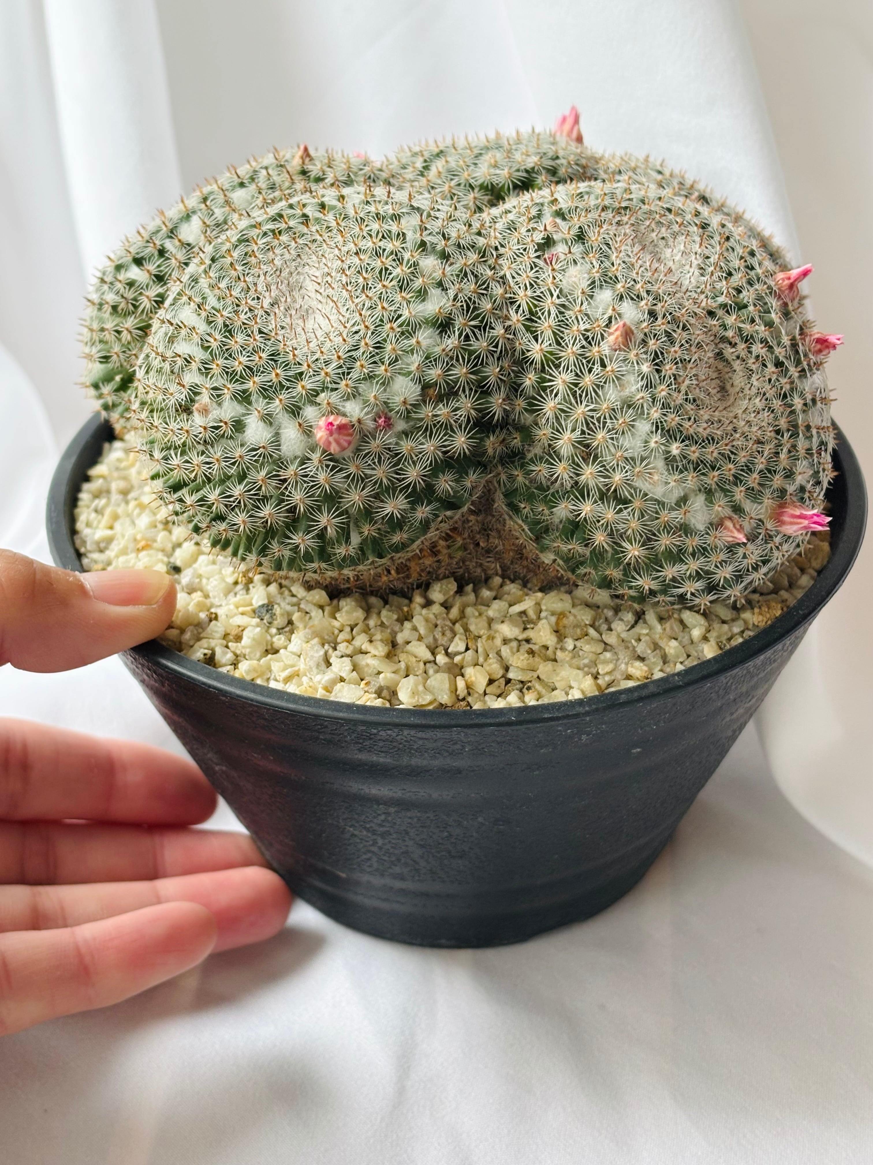 Mammillaria perbella マミラリア 大福丸 サボテン | plants MARU
