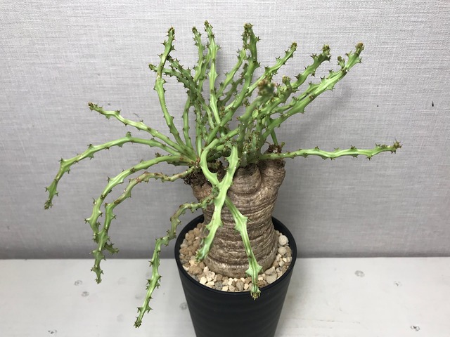 ユーフォルビア デシドゥア