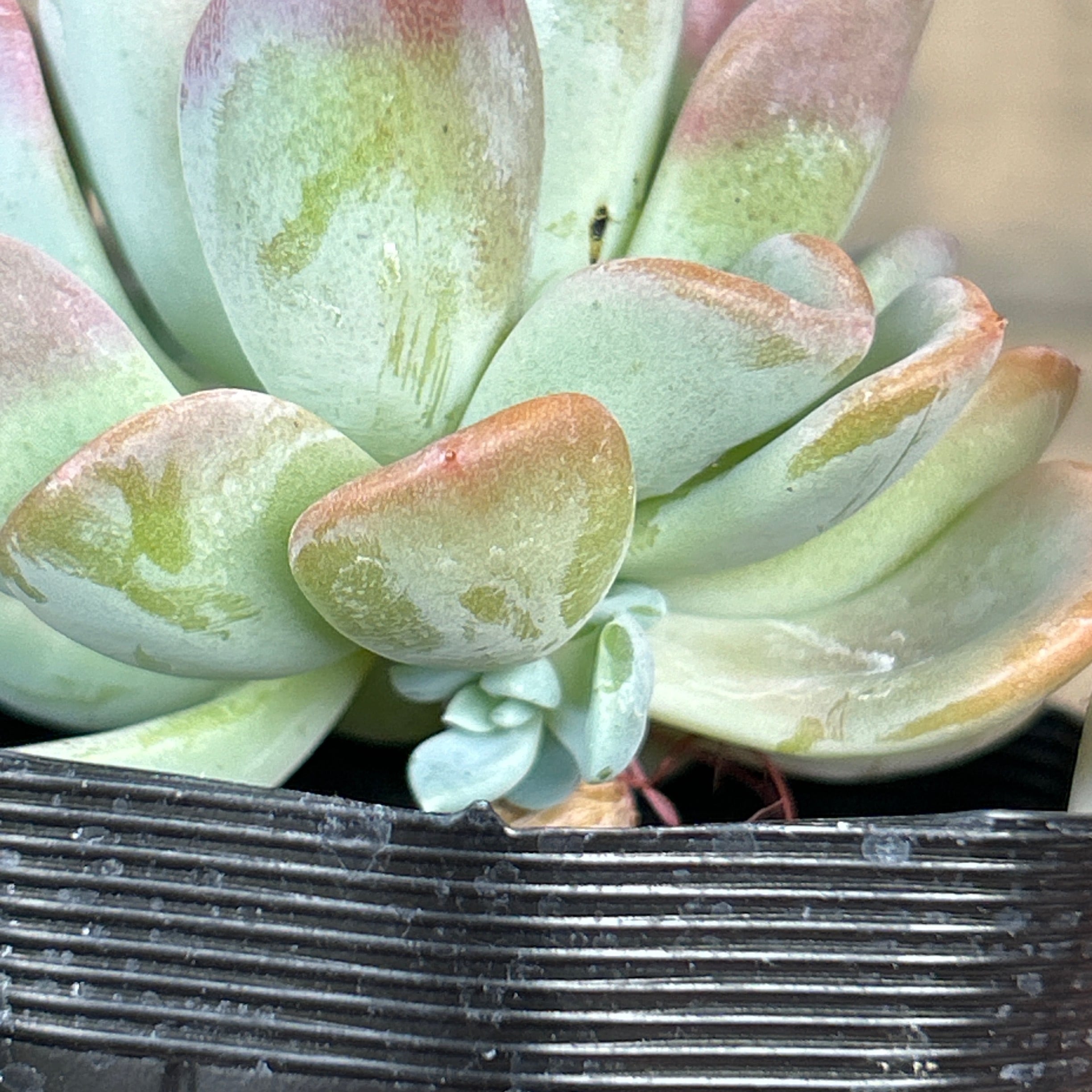 多肉植物^o^ オルペット 【公式通販】