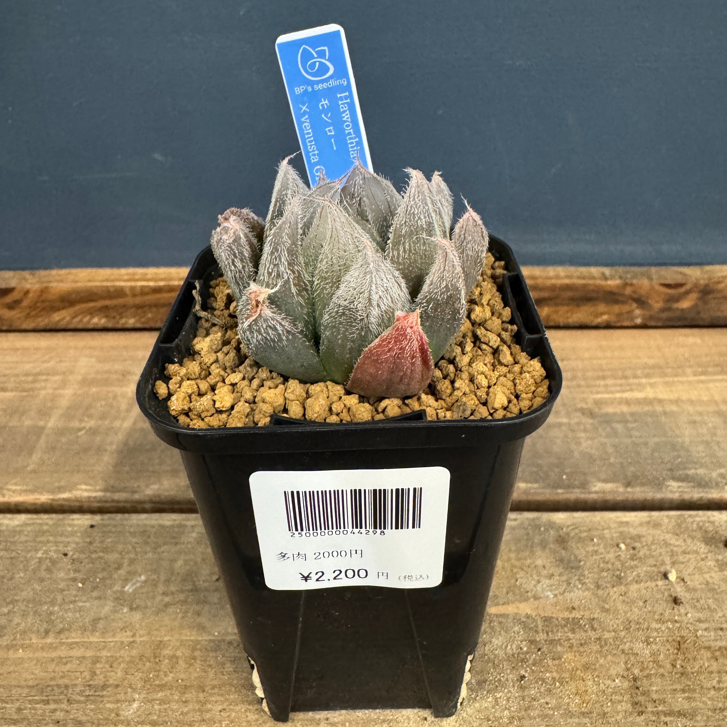 ユーフォルビア、その他多肉 | PROTOLEAF プロトリーフ