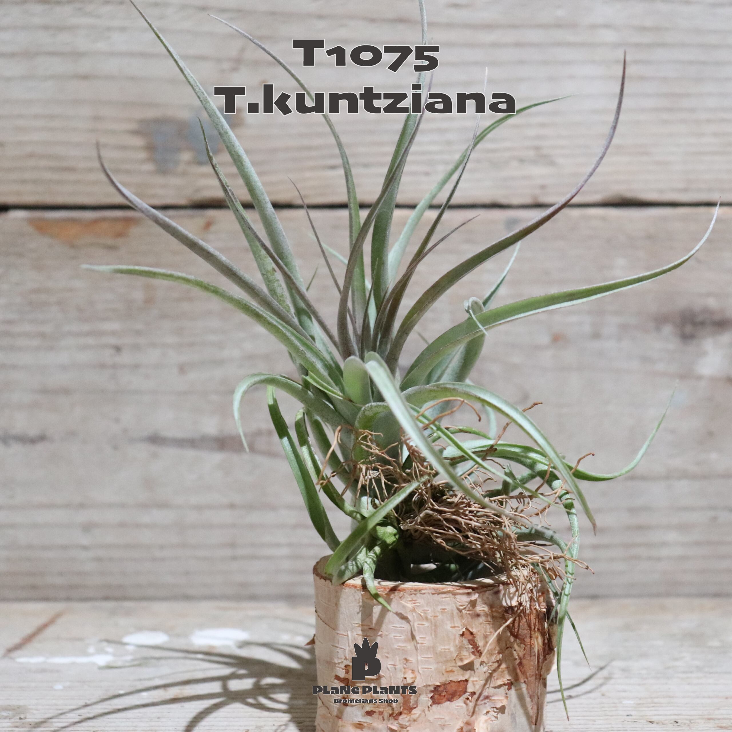 チランジアアルゲンティア Tillandsia argentea 20000 チランジアアルゲンティア Tillandsia argentea 20000