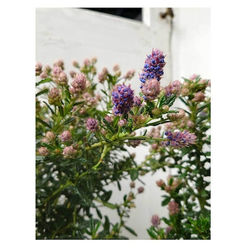 Ceanothus thyrsiflorus 'Pacific Blue'