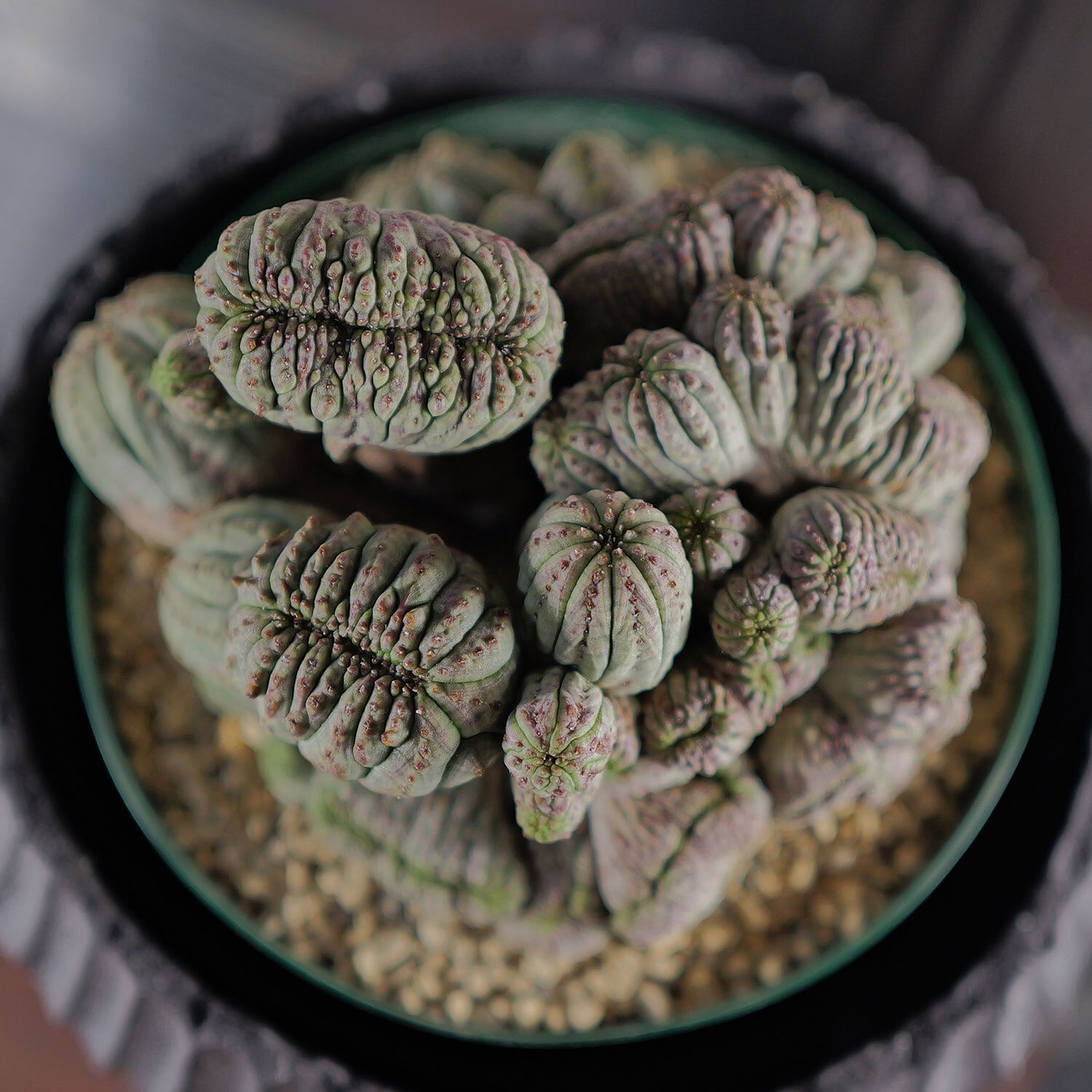 m*e様 B14434★オークション★ 超巨大8.5cm株！ユーフォルビア オベ m*e様 B14434☆オークション☆ 超巨大8.5cm株！ユーフォルビア