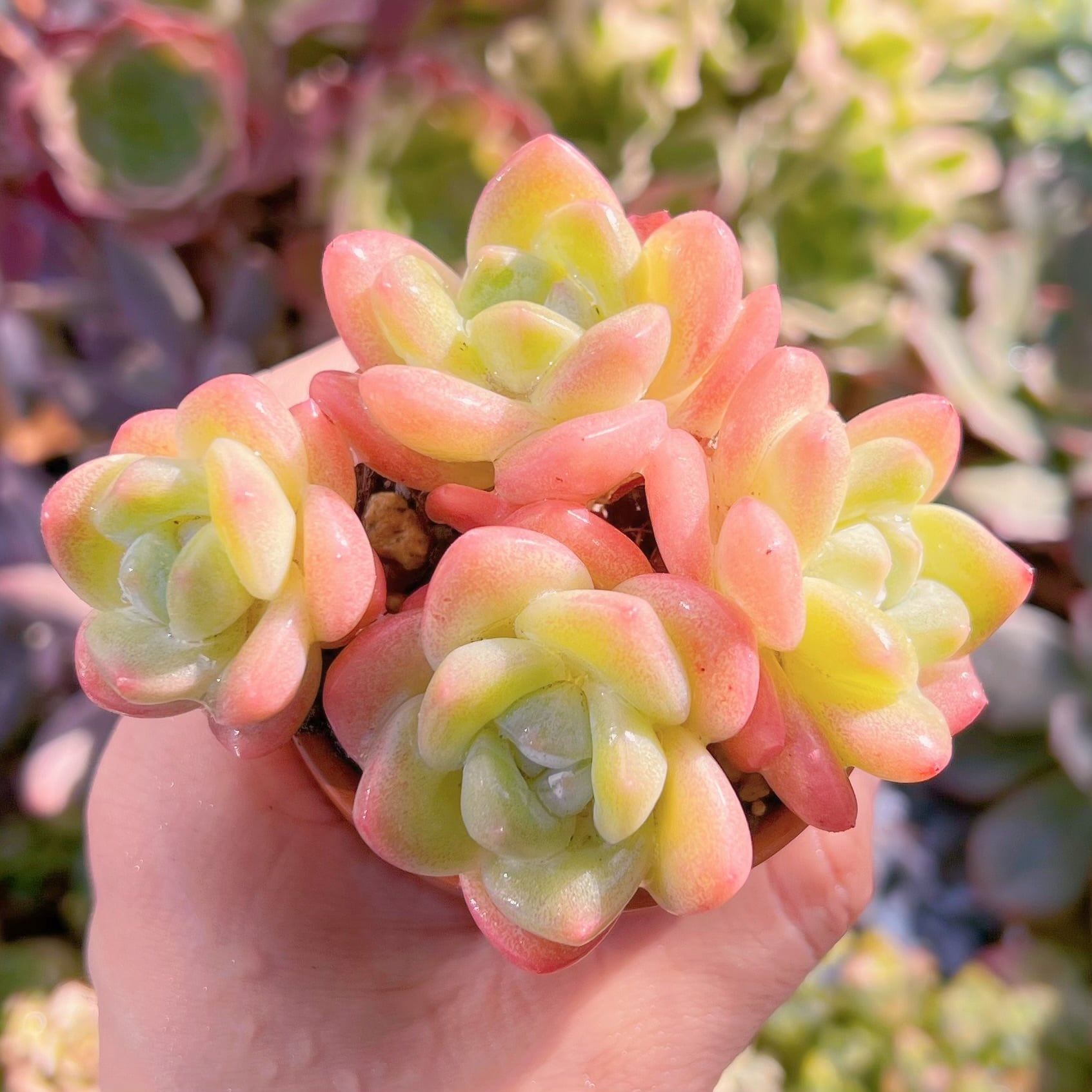 現品　アイスグリーン#691    群生　るる農園