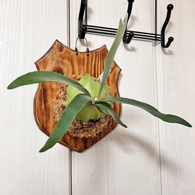 ビカクシダ レモイネイ 板付 【観葉植物 室内 コウモリラン】