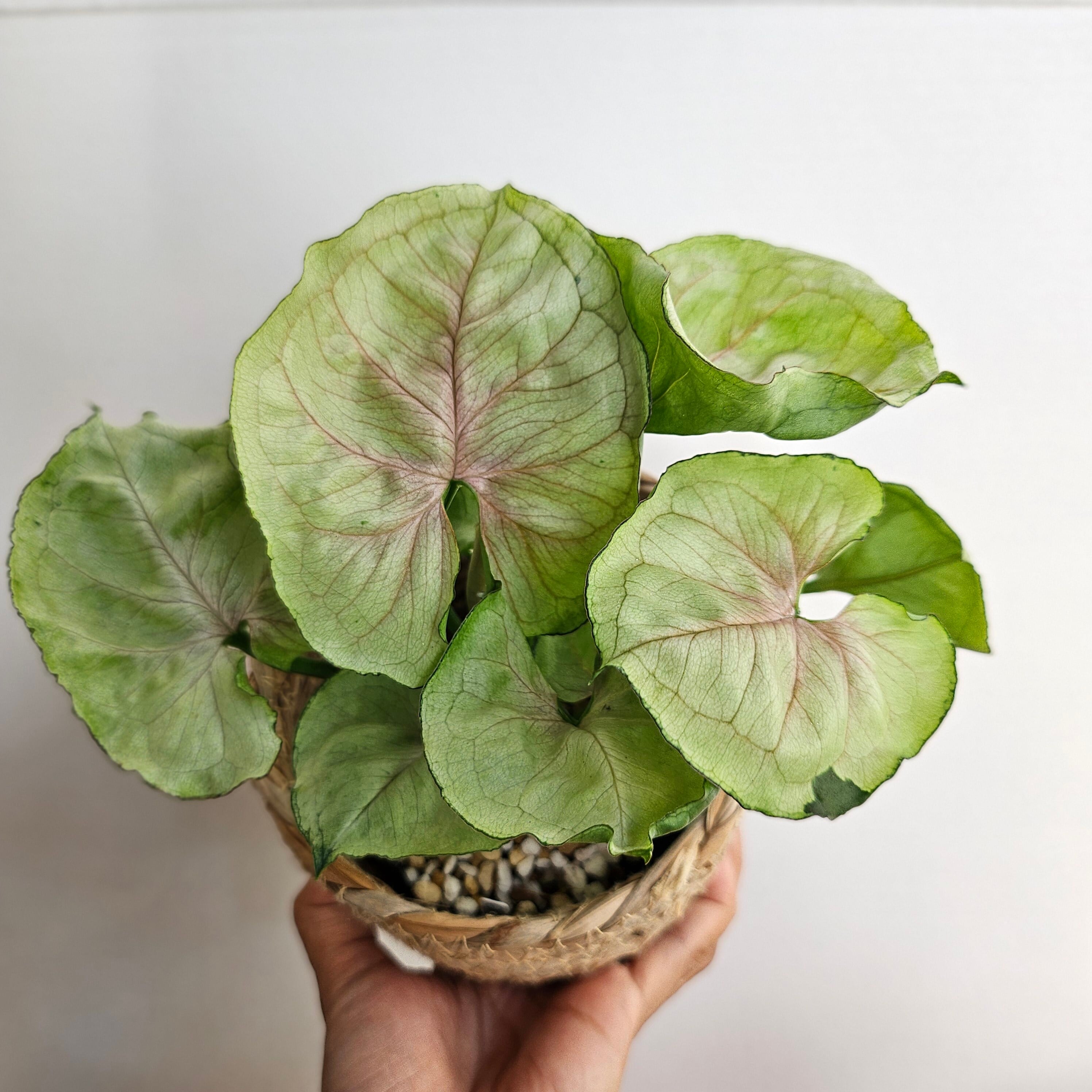 ①《シンゴニウム グリーンスプラッシュ》Syngonium green splash 観葉