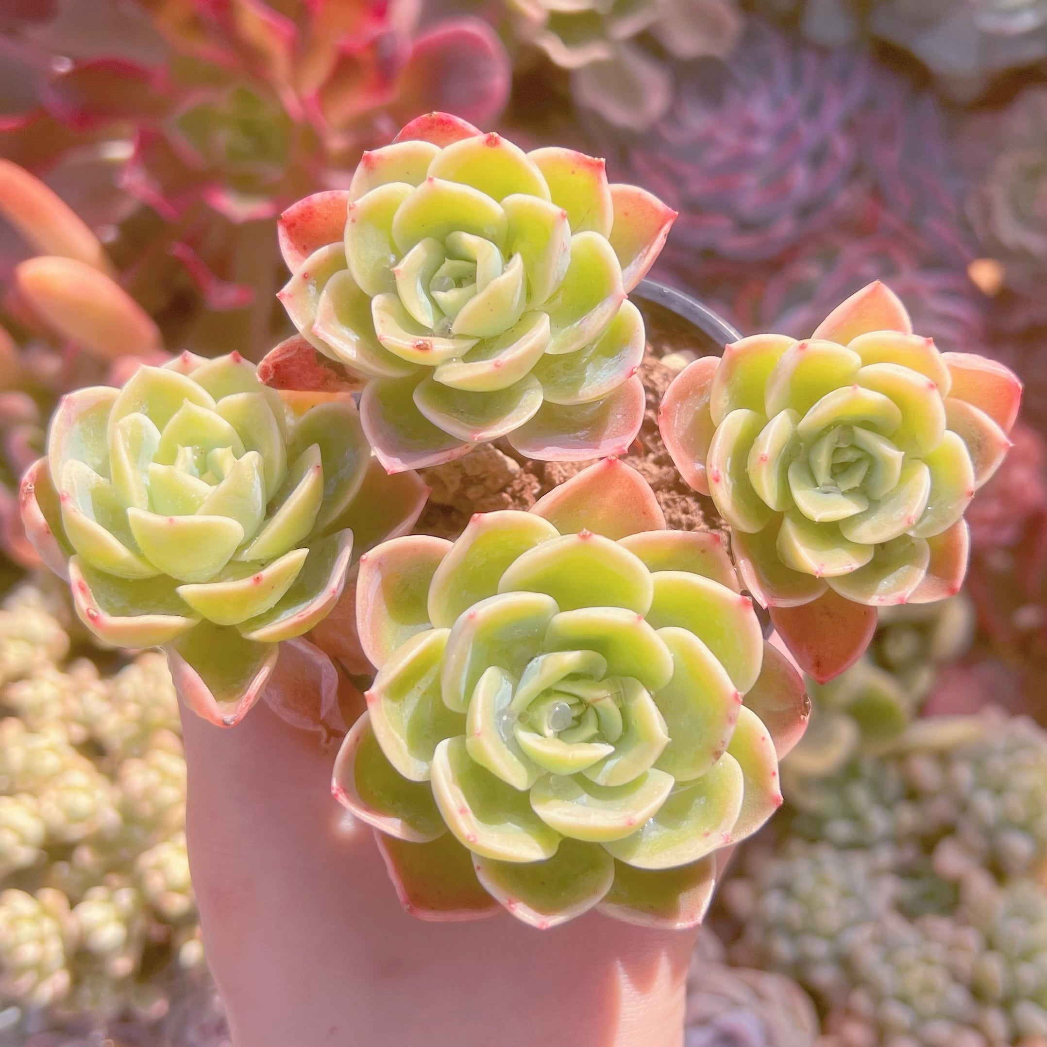 現品　メロン#2201　るる農園