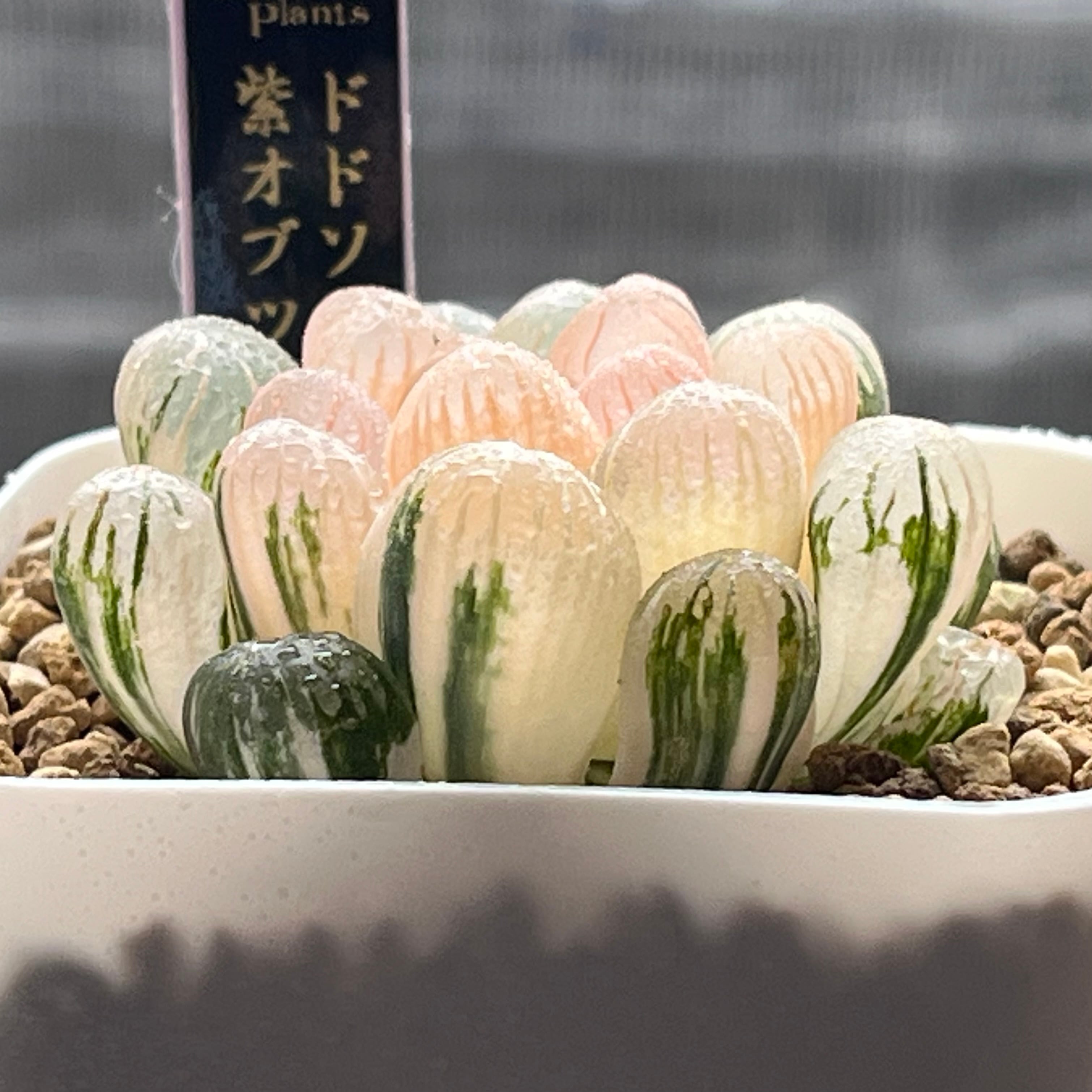 ハオルチア ドドソン紫オブツーサ錦 | mocono_plants
