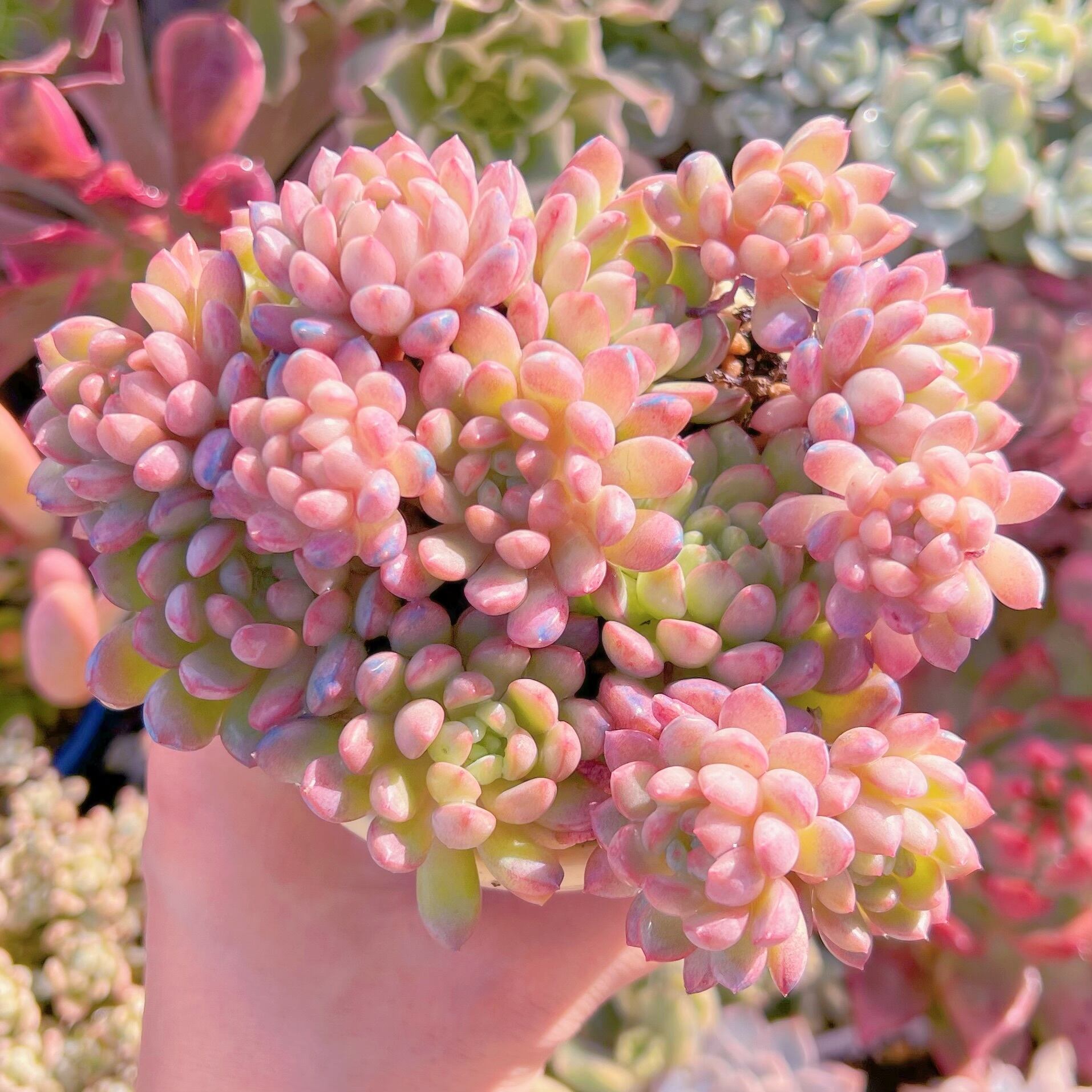 現品　萌豆#610   群生　るる農園