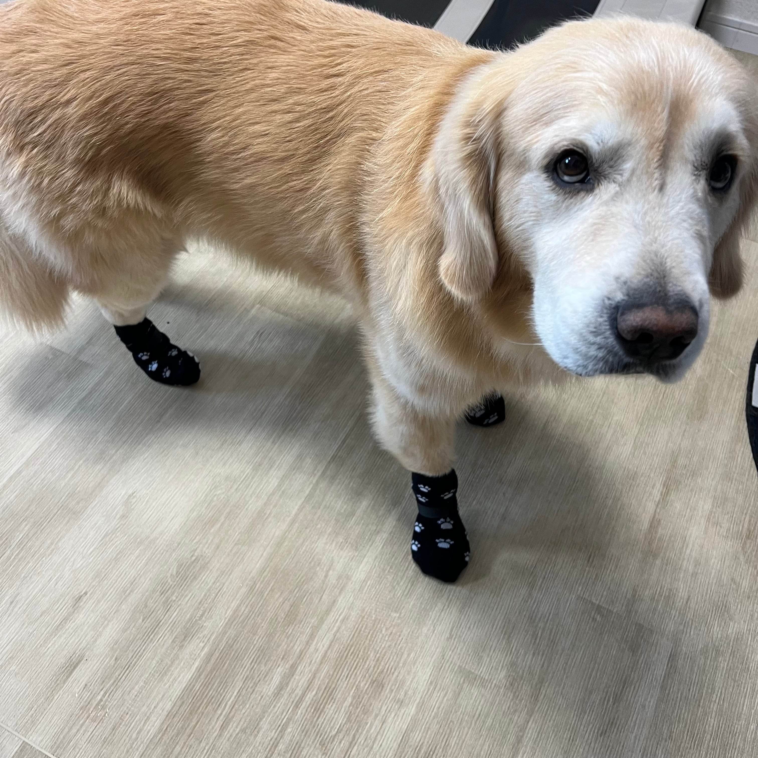 犬 靴下 滑り止め 犬用ソックス マジックテープ付き 脱げない 肉球保護