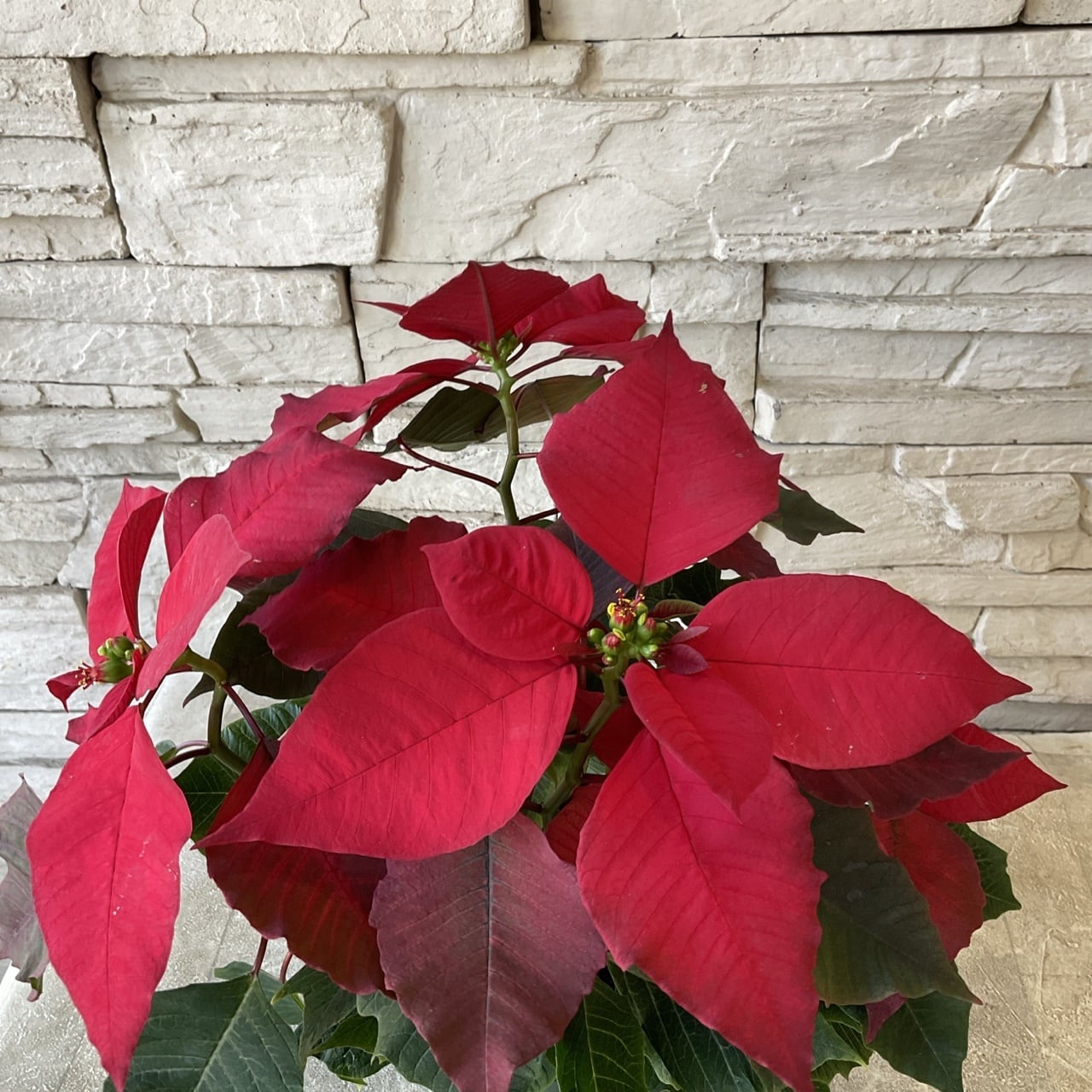 ポインセチア 4寸鉢 | 橋本種苗園