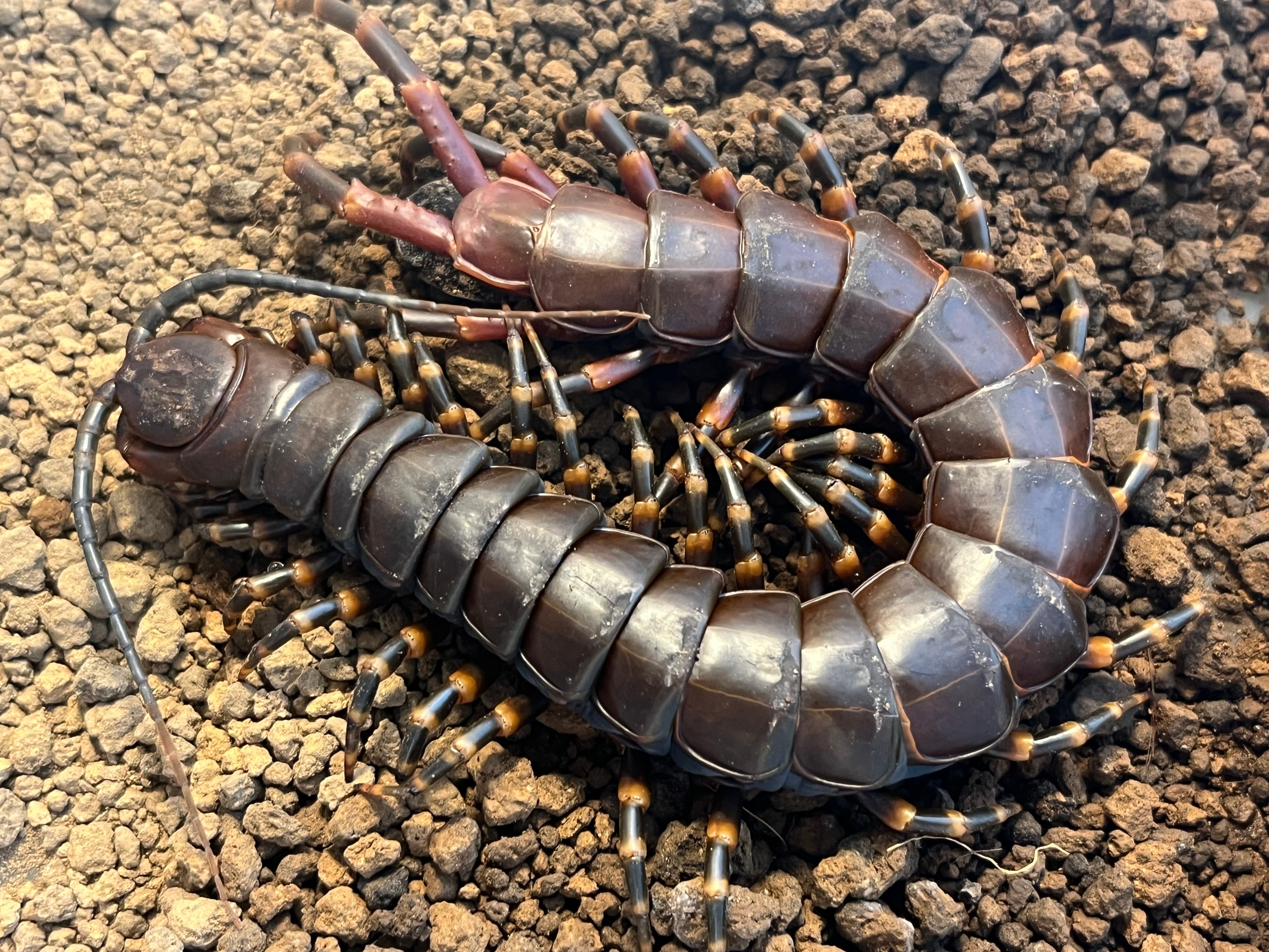サルオガセギスキリギリスカマドウマバッタ直翅類コロギスリオック
