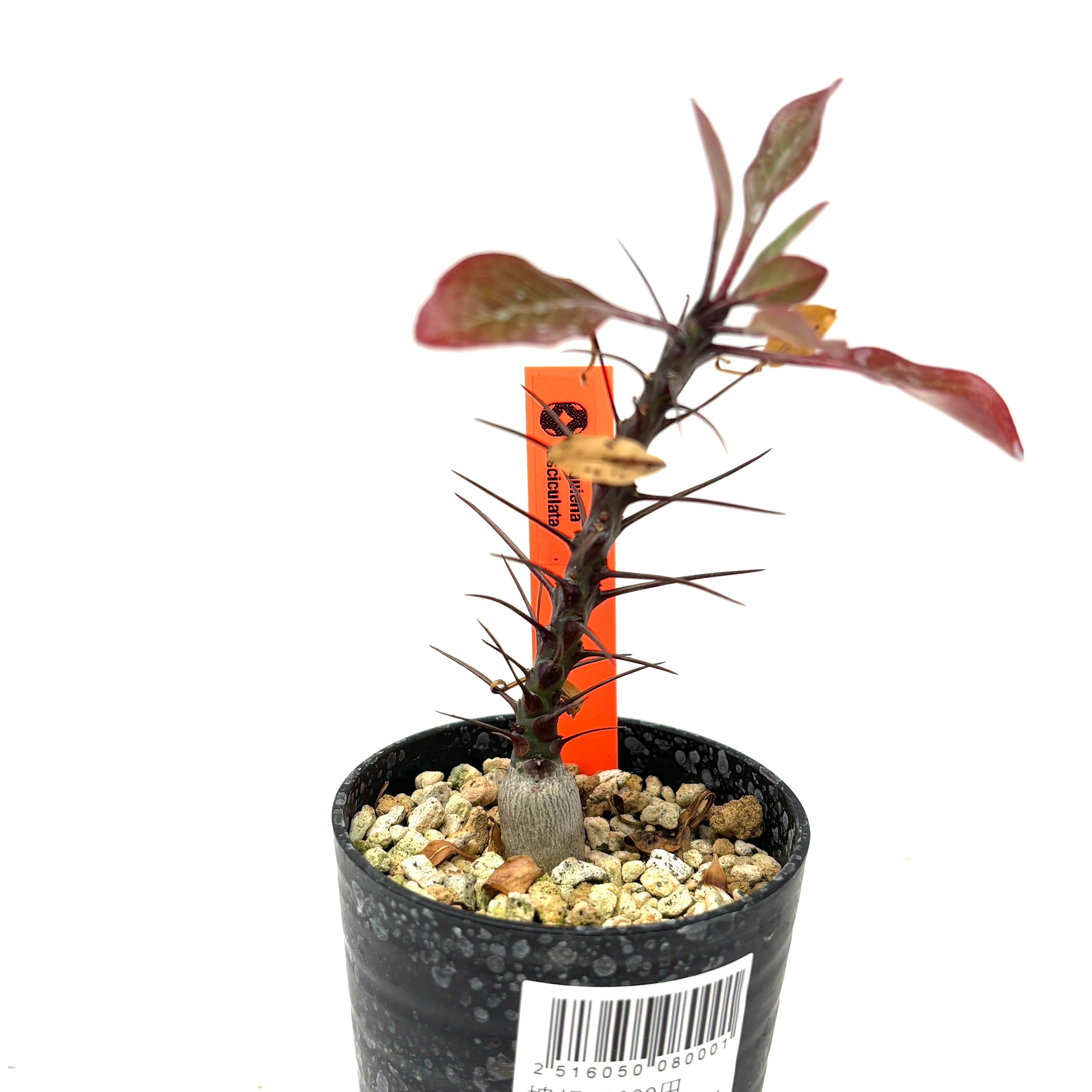 フォークイエリア ファシクラータ【900】 | PROTOLEAF プロトリーフ