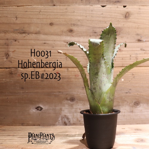 【reserved】 Hohenbergia sp. EB#2023〔ホヘンベルギア〕現品発送H0031