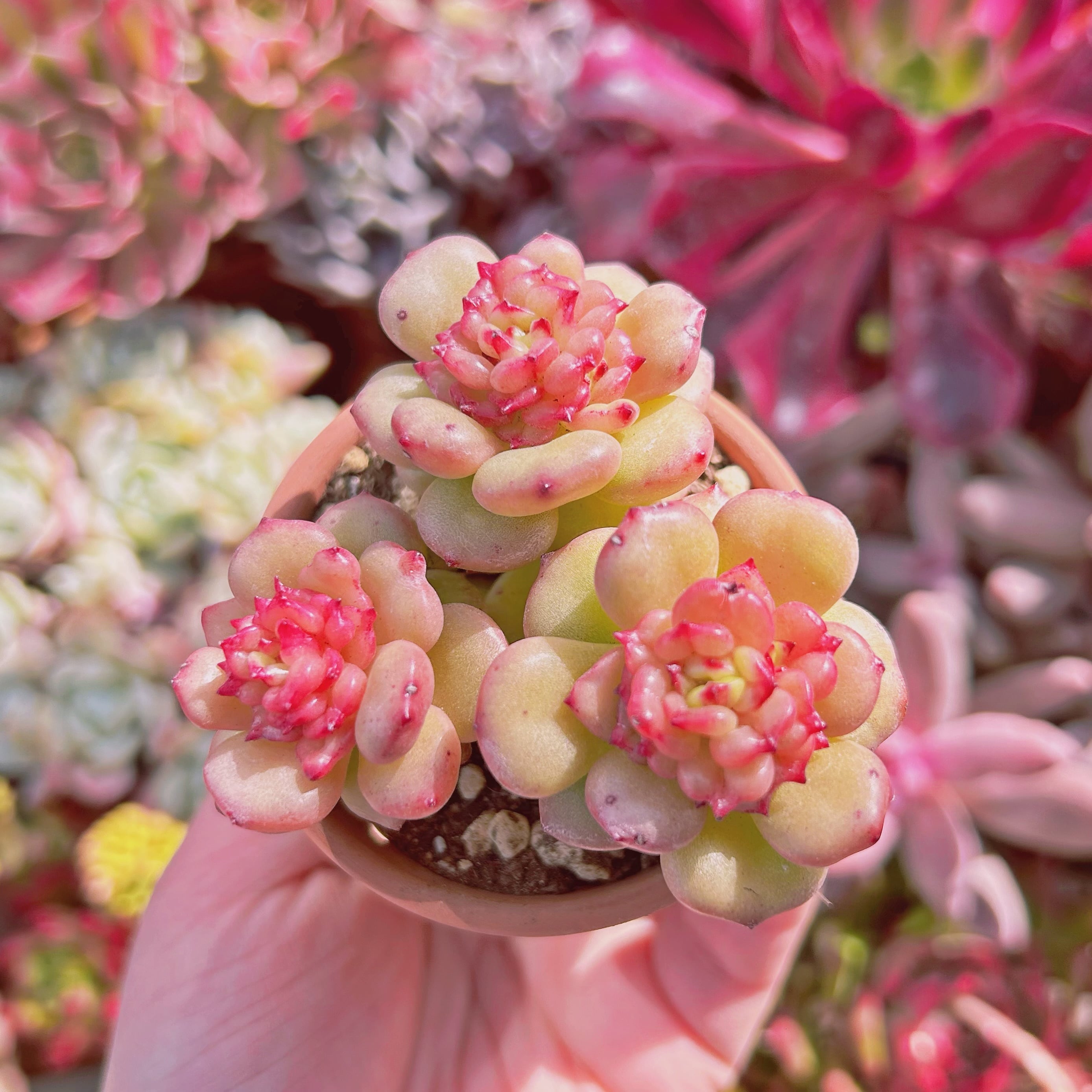 多肉植物　新品種　林檎花　3頭