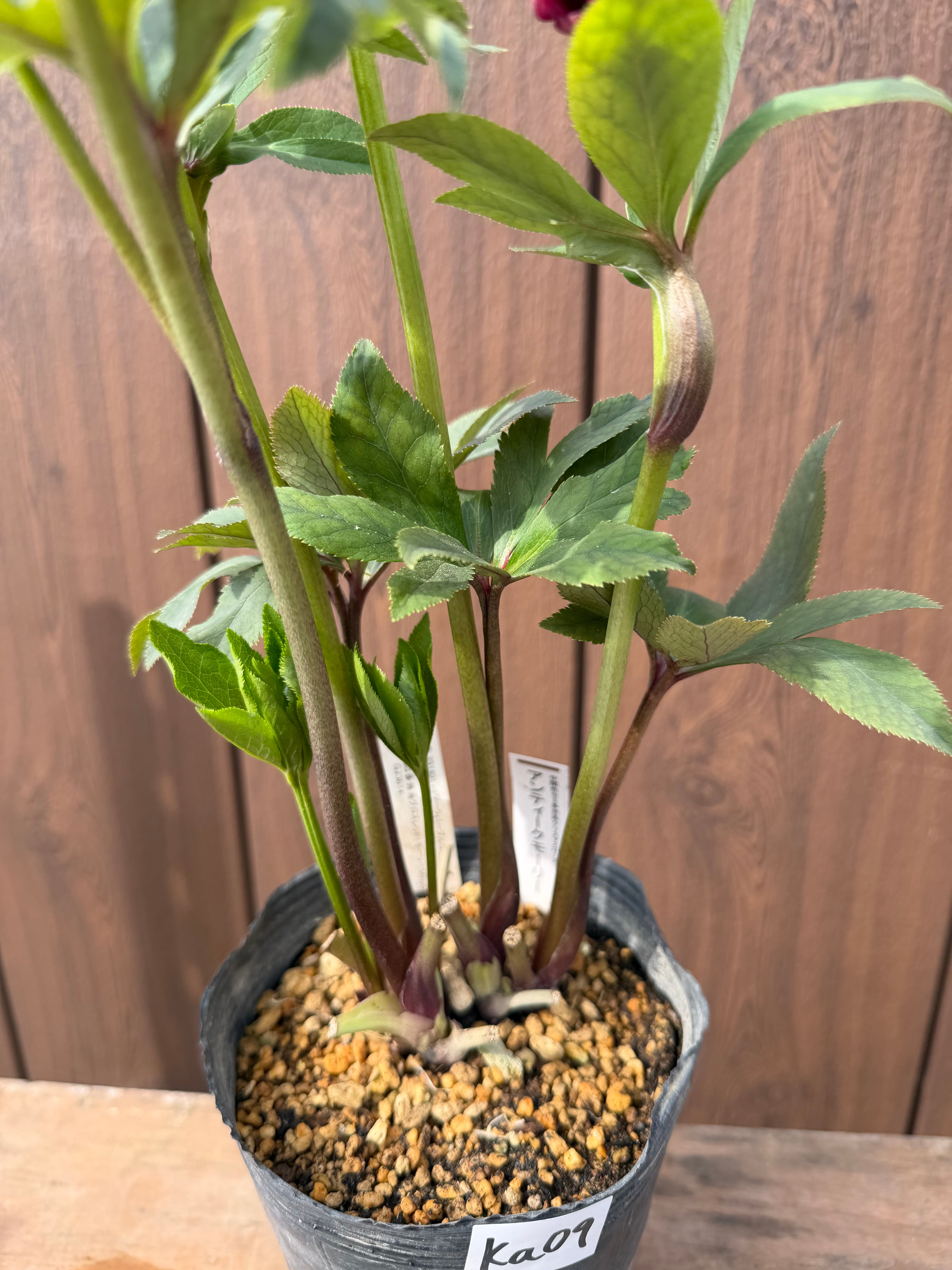 アンティークモーリー グロス交配 加藤農園 クリスマスローズ【Ka09