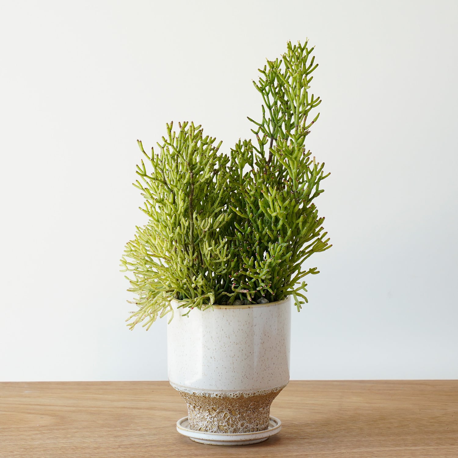 AYANAS（アヤナス）｜観葉植物のセレクトショップ・通販