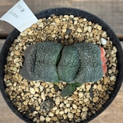 ガステリア 臥牛【255】