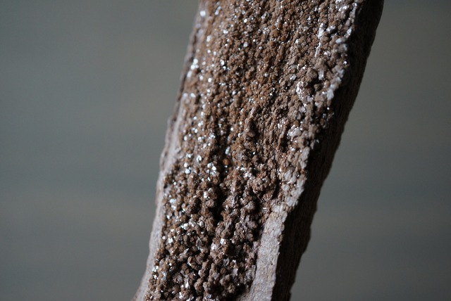 特大ドイツ産ドゥルージーペトリファイドウッド 242mm　Petrified Wood / Quartz　1173