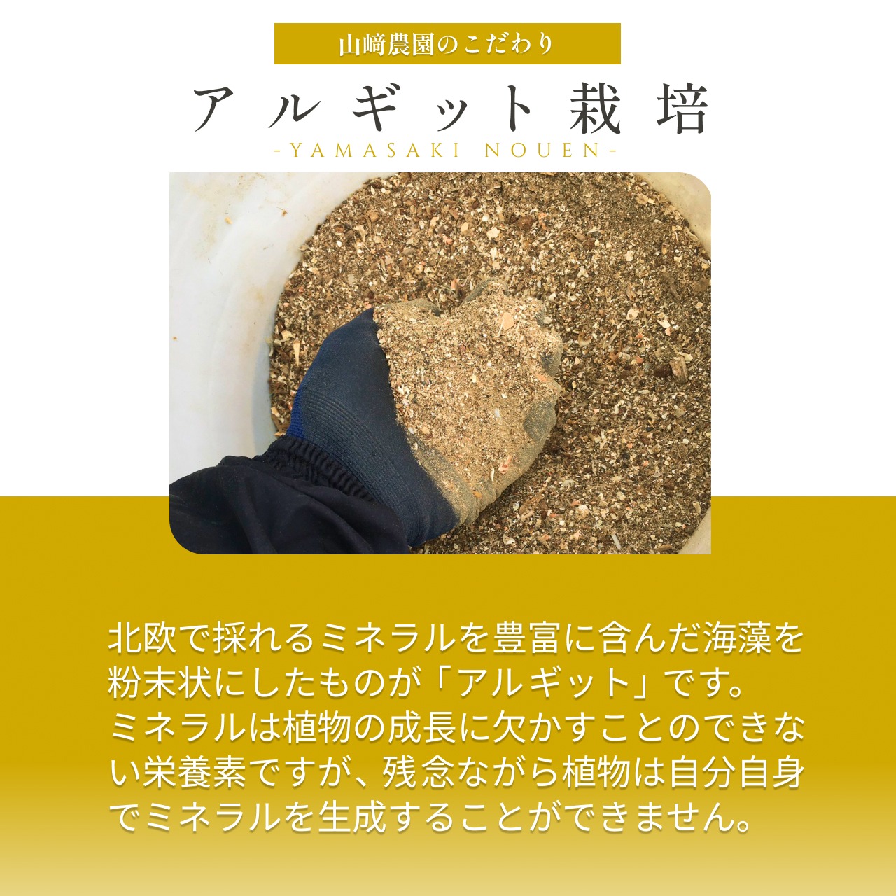 完熟アルギットみかん 約3kg（極早生）