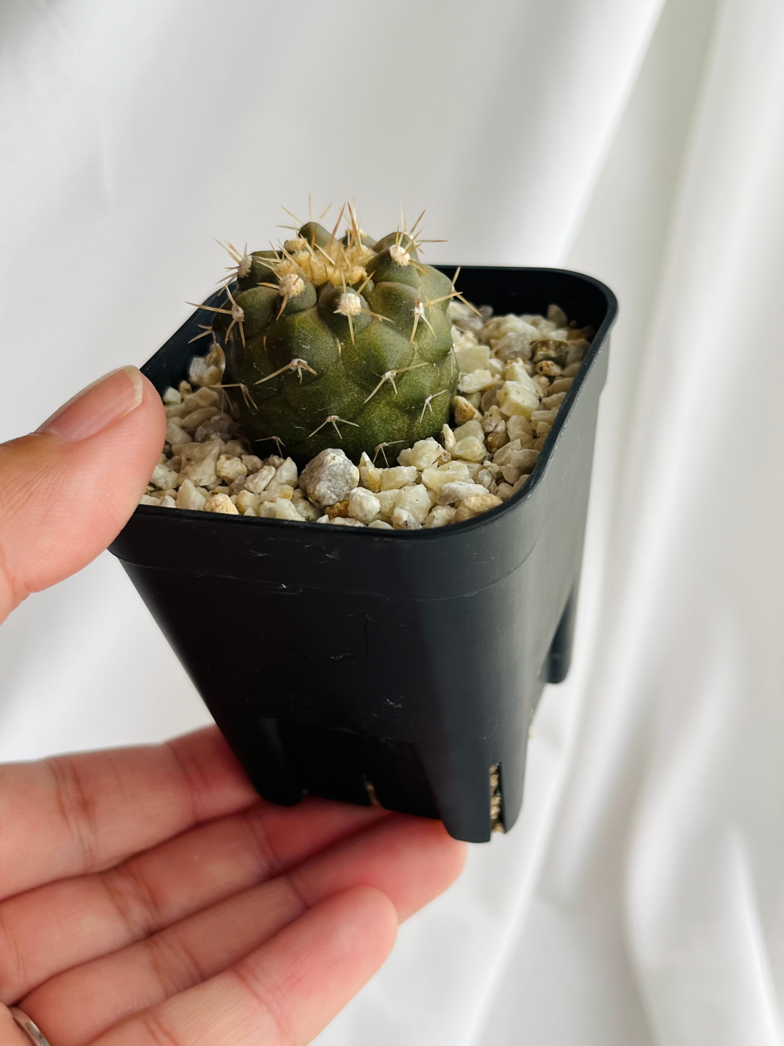 Copiapoa cinerea var. columna-alba コピアポア コルムナアルバ 孤竜