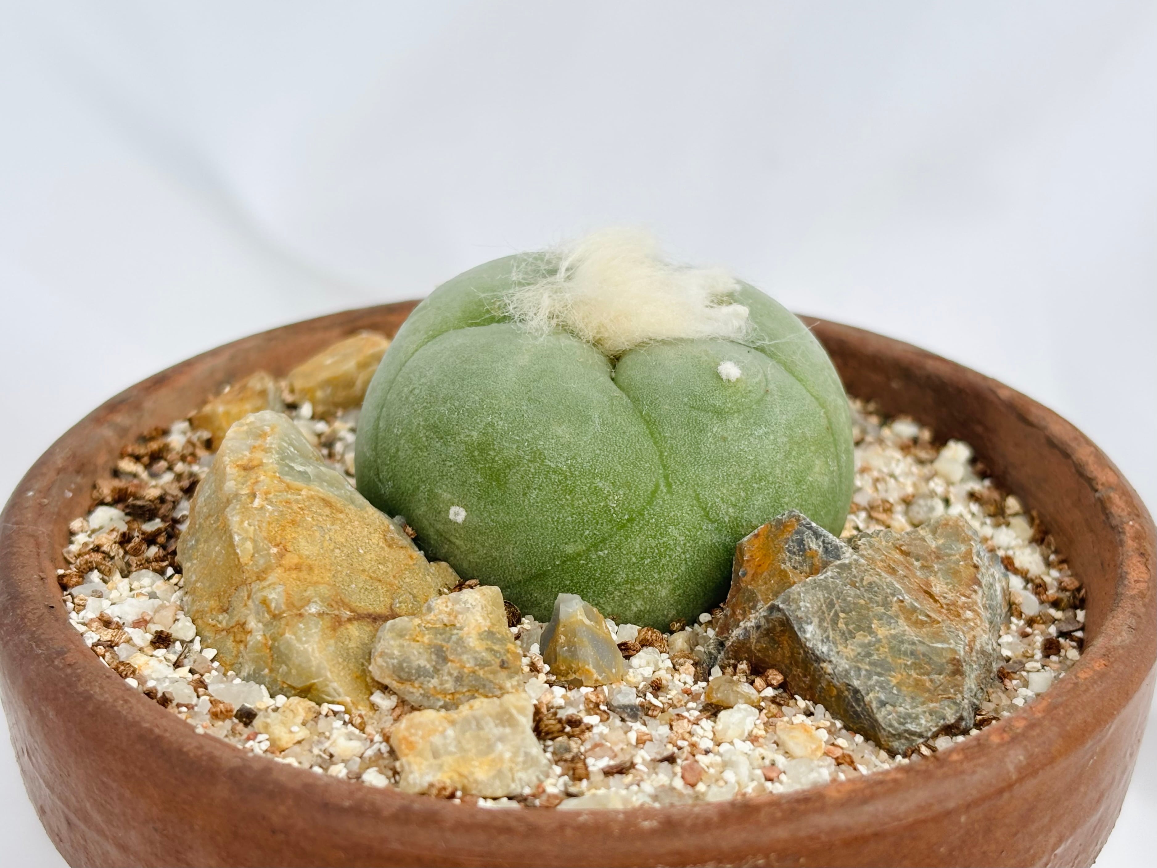 レアサボテンコレクション・ロフォフォラ属・大疣翠冠玉inわけけのお店 Lophophora diffusa ロフォフォラ 翠冠玉 大疣多毛タイプ サボテン