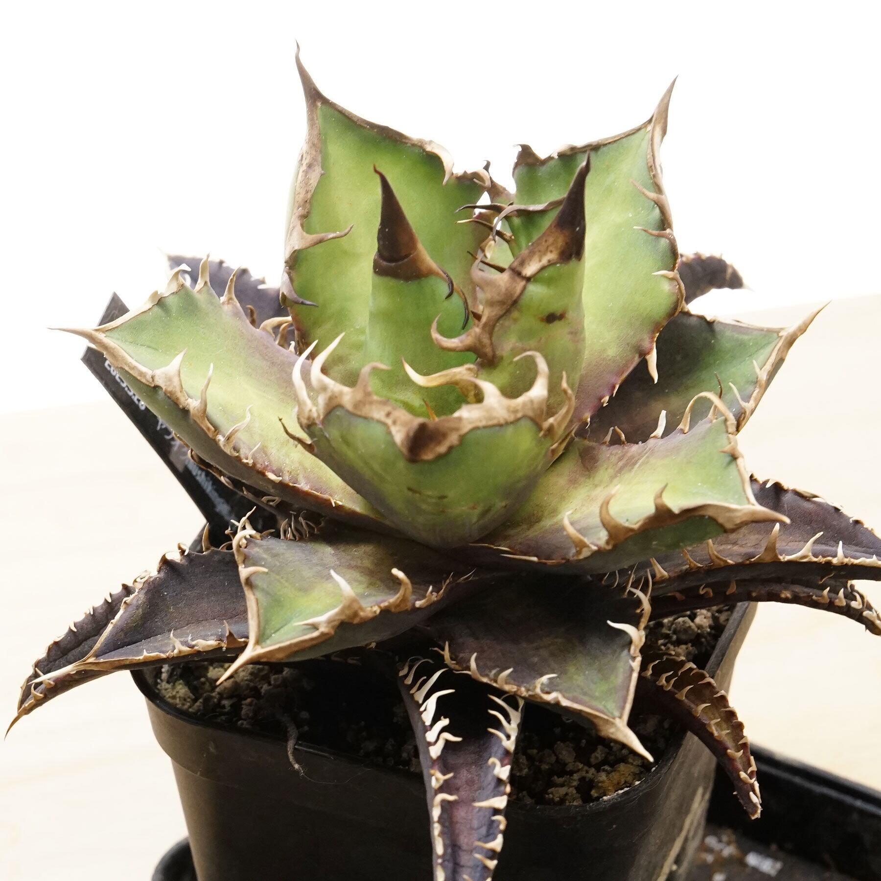 抜き苗 レッドキャットウィーズル 豪快赤葉 Agave titanota 