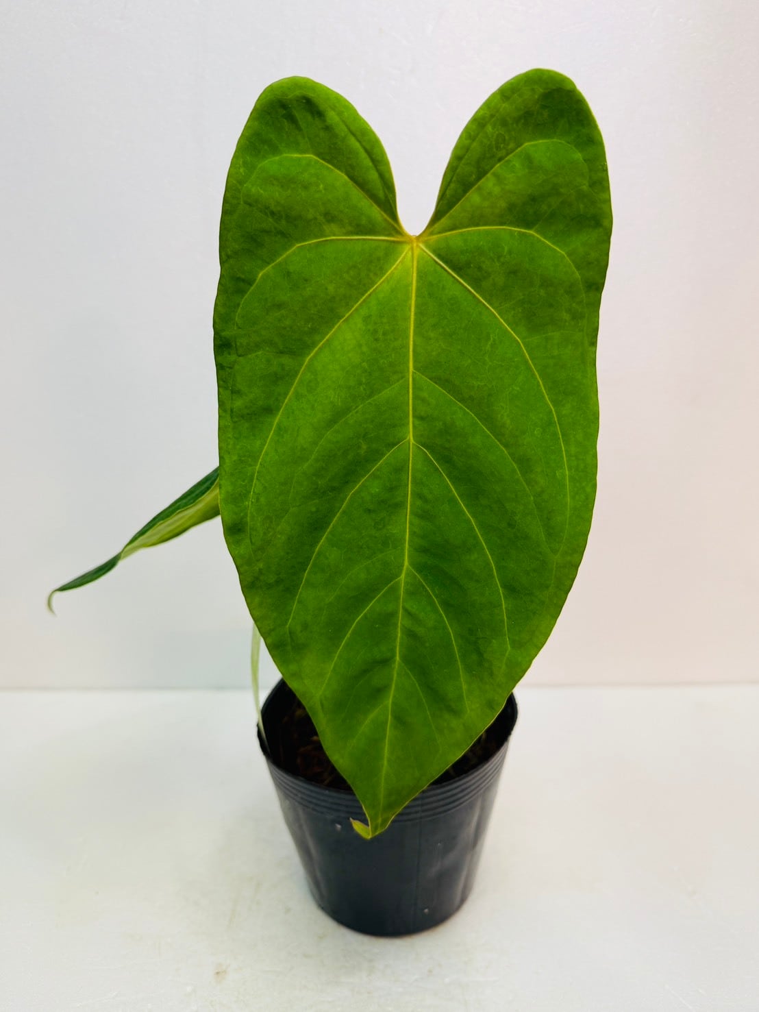 観葉植物と雑貨のお店 VIVAGREEN