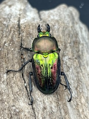 《ニジイロクワガタ 青紋 48mm ペア》セルヴォラン氏委託個体