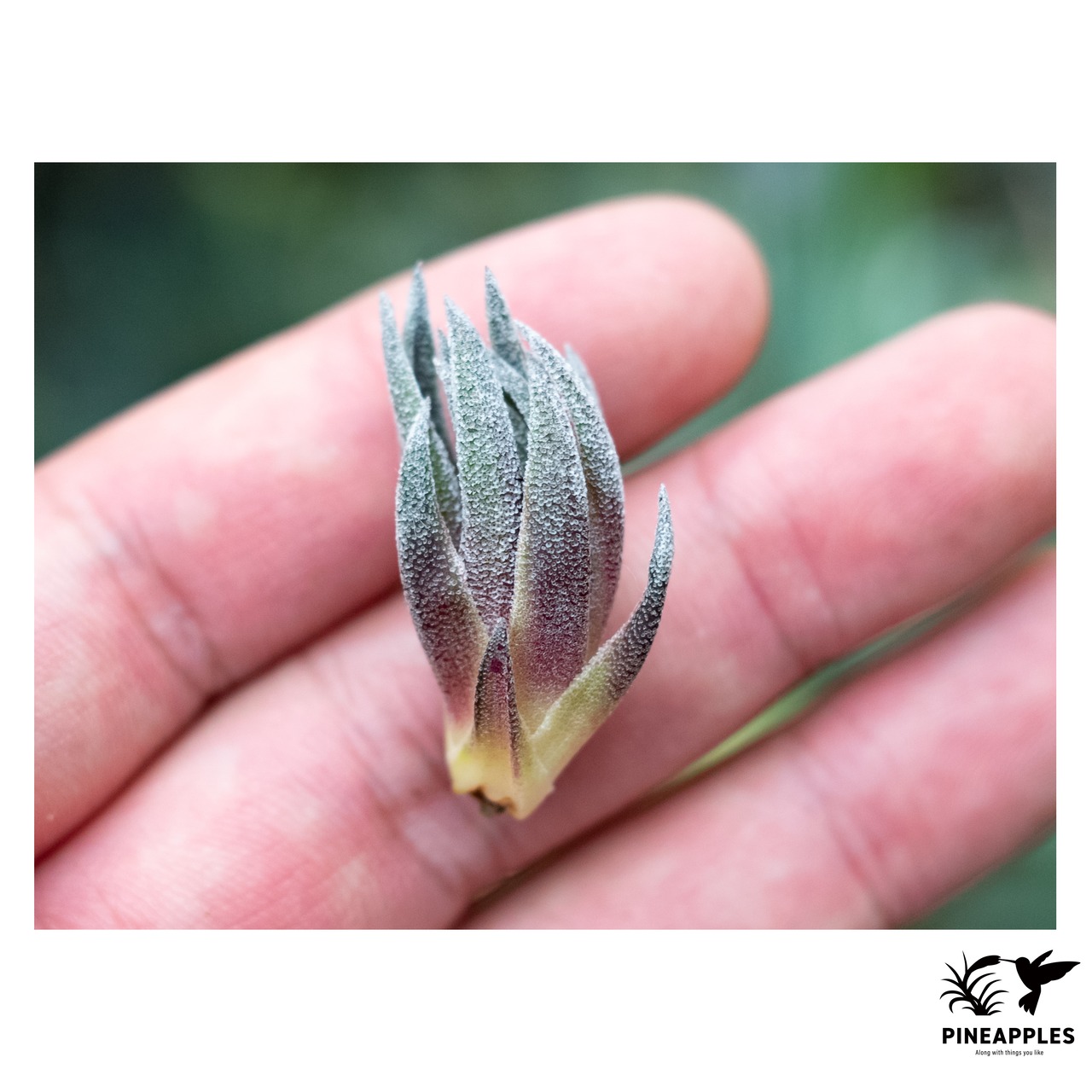 Tillandsia sprengeliana (Red Leaf) #2 - 1