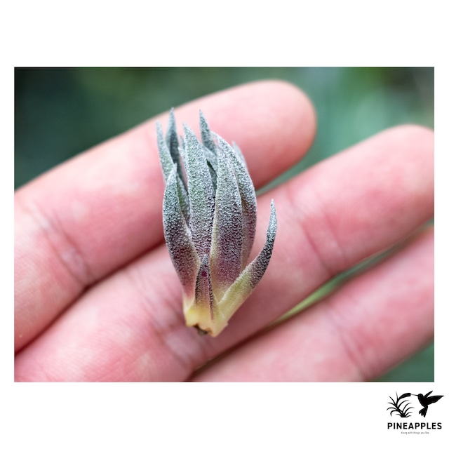 Tillandsia sprengeliana (Red Leaf) #2