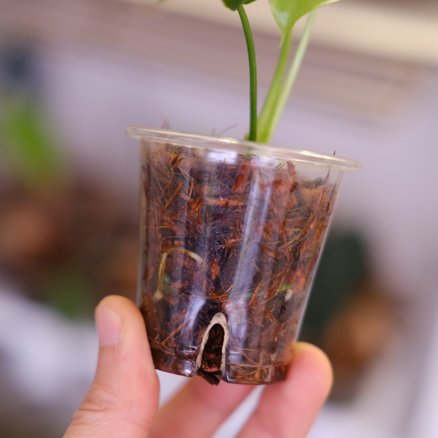 Monstera green on green｜モンステラ グリーンオン グリーン｜観葉